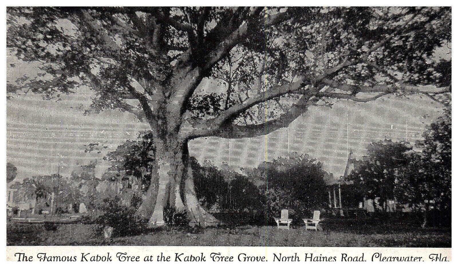 Clearwater Florida FL Postcard The Famous Kapok Tree At  Kapok Tree Grove -PC84