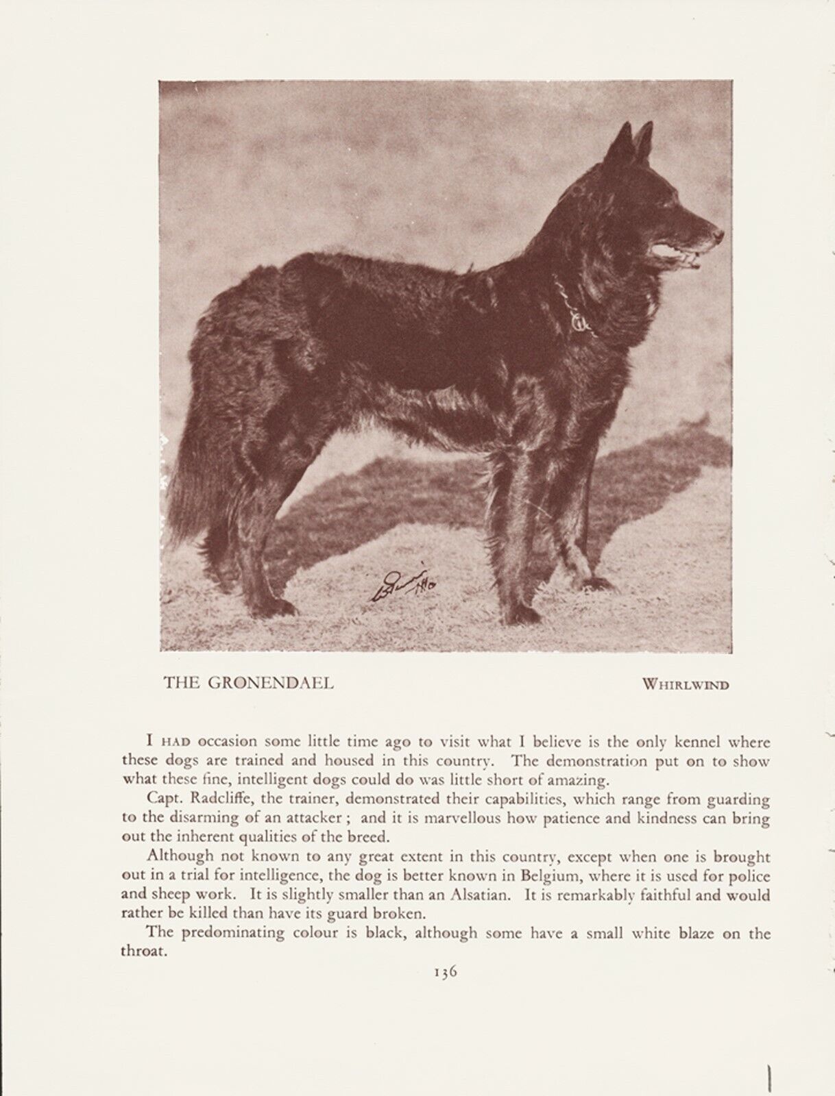 BELGIAN SHEPHERD GRONENDAEL OLD VINTAGE 1934 NAMED DOG PRINT PAGE 