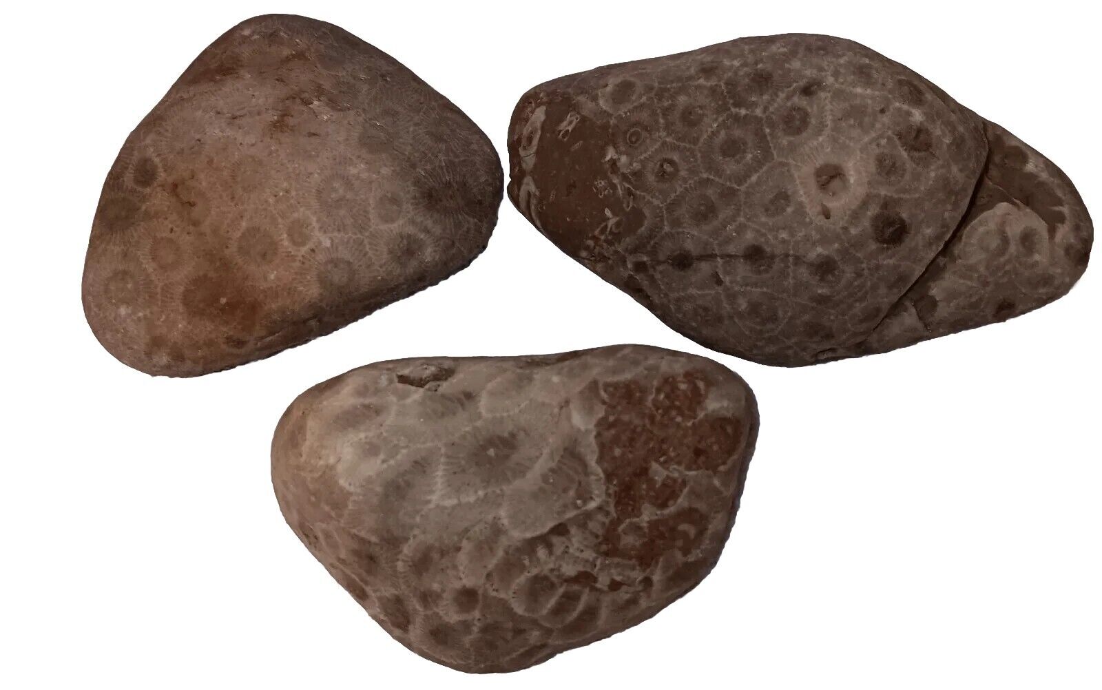 Michigan Petoskey Stones Large +1LB Unpolished Great Lakes Raw Fossilised Coral 