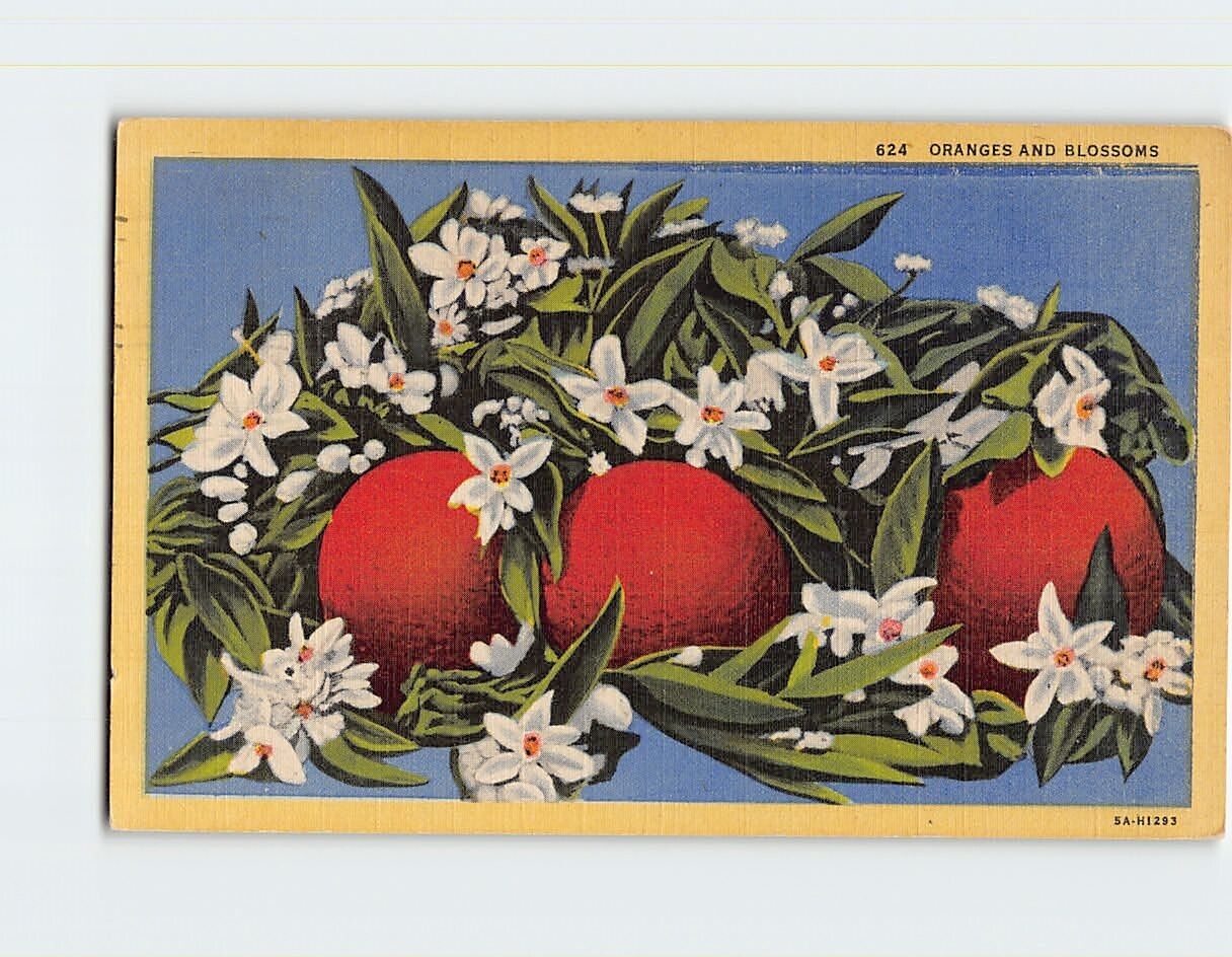 Postcard Oranges and Blossoms