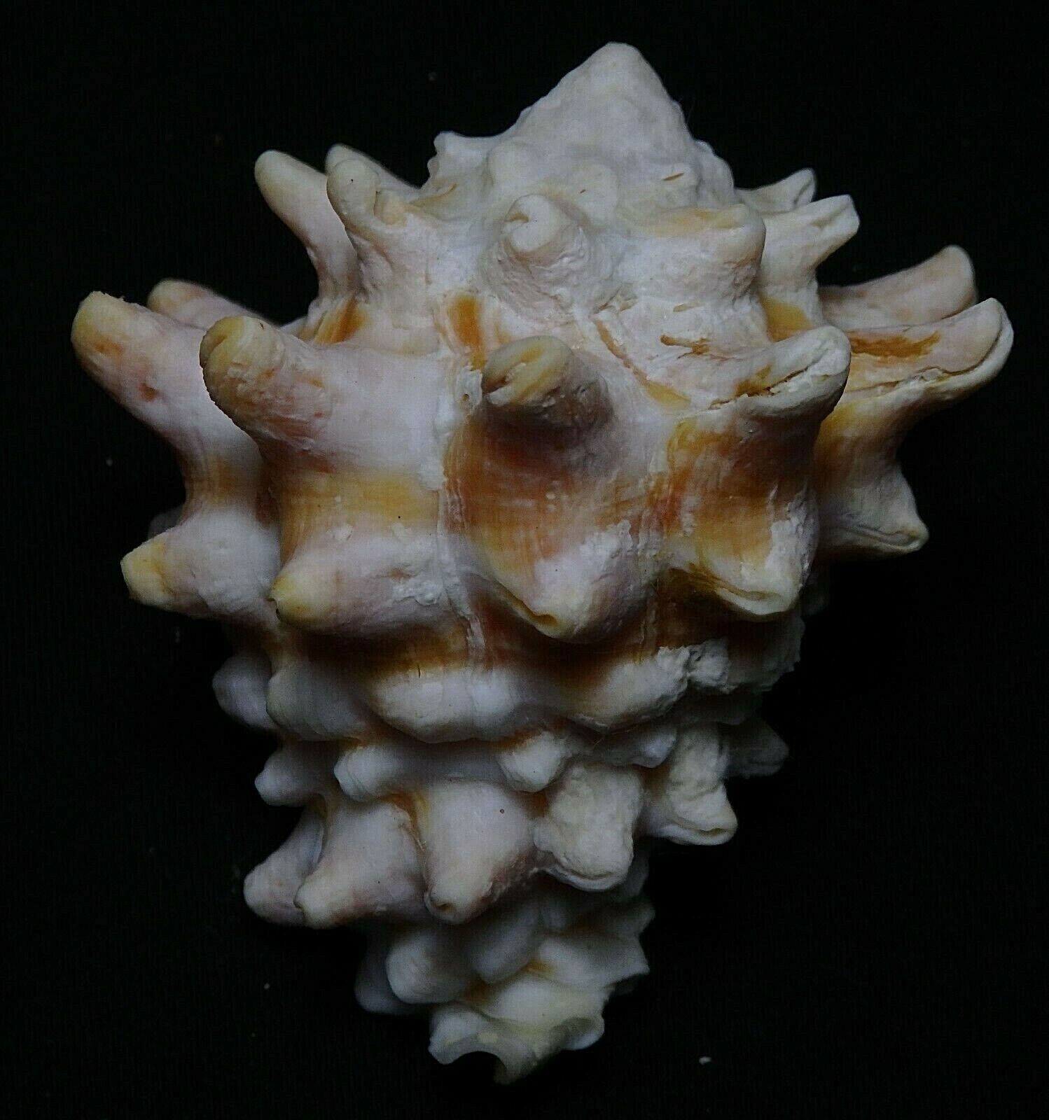 edspal shells - Vasum turbinellum  55.5mm F++/F+++,unusual color  sea shell