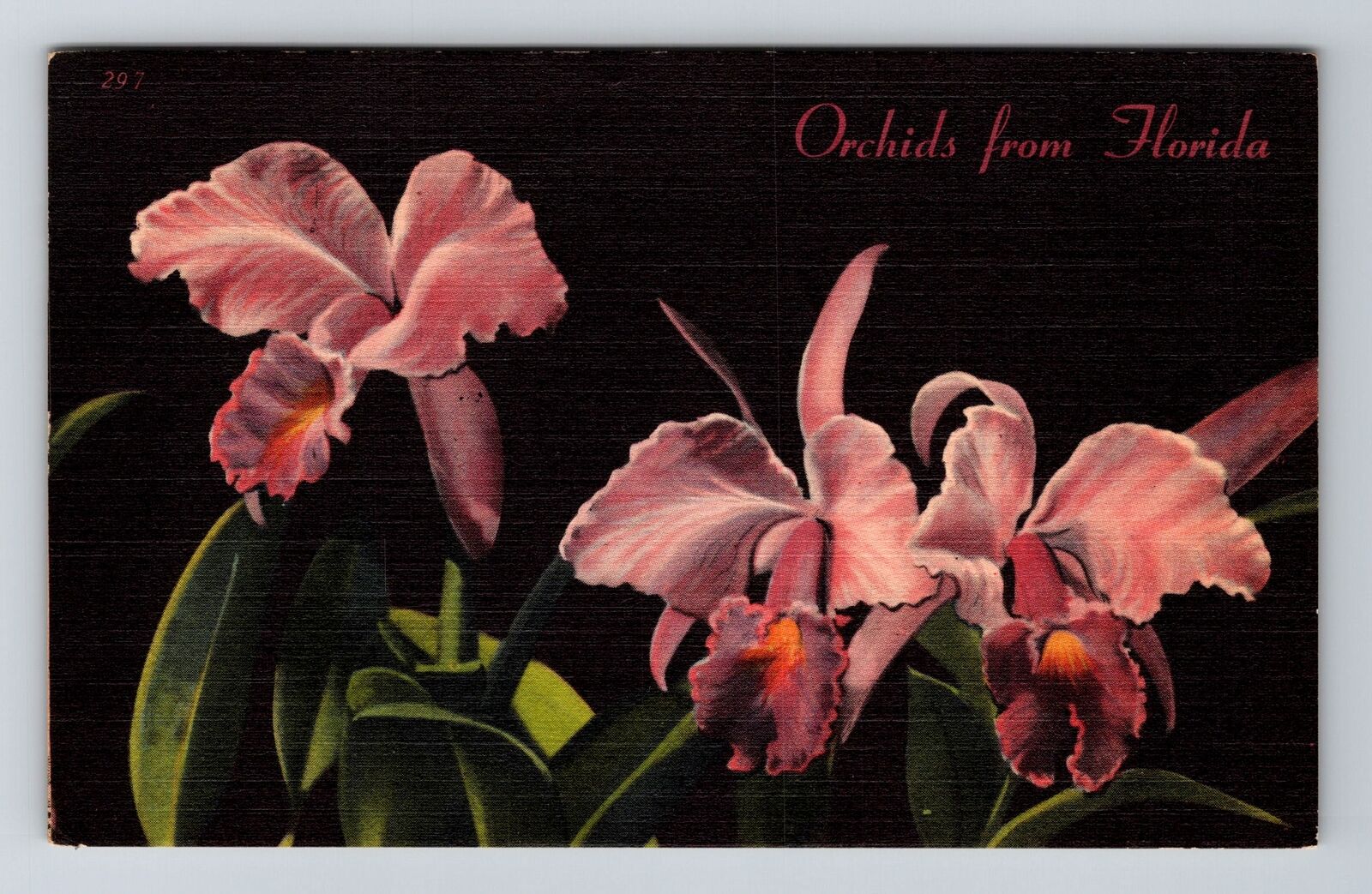 Florida, FL-Florida, Orchids From Florida Antique c1955, Vintage Postcard