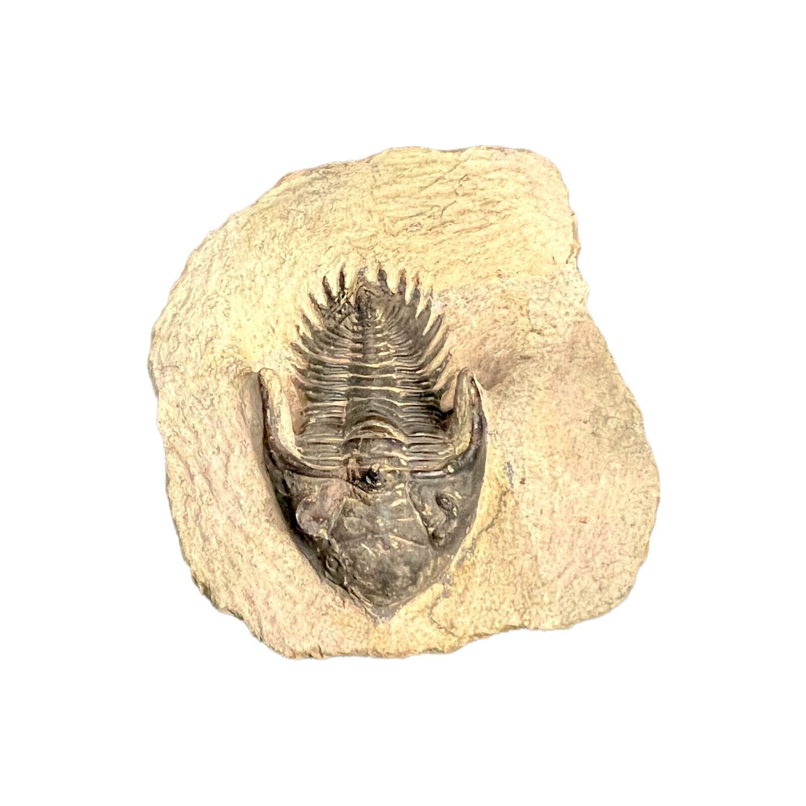 Metacanthina Issoumourensis trilobite Fossil Morocco