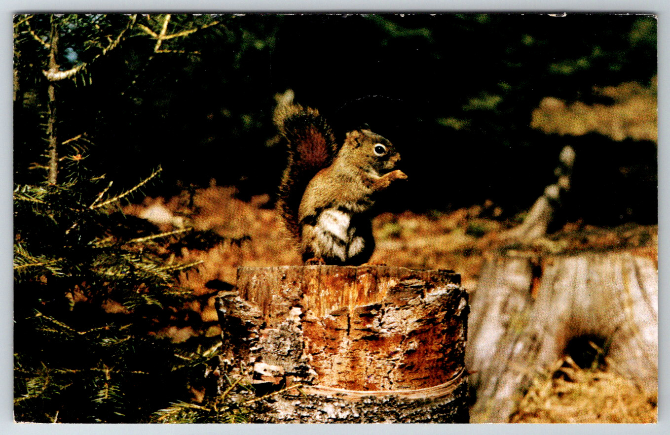 c1960s Bushy-Tailed Squirrel Canada Woodland Familiar Sight Vintage Postcard