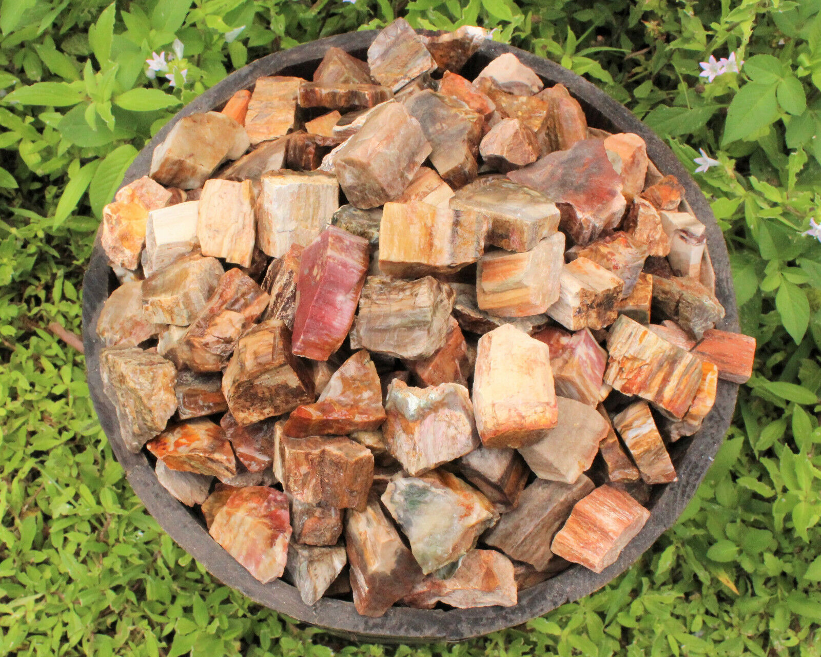 1/2 lb Petrified Wood Rough Natural Stones Bulk Wholesale Raw 8 oz