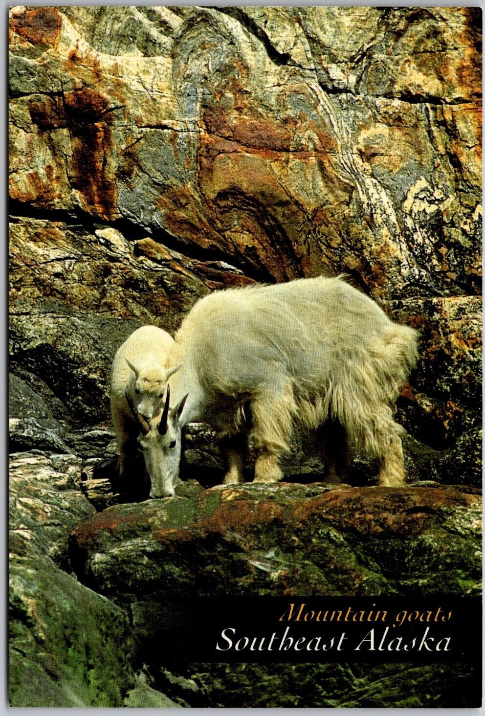 Postcard: Mountain Goats - Tracy Arm, Southeast Alaska. Mother nanny and ki A111