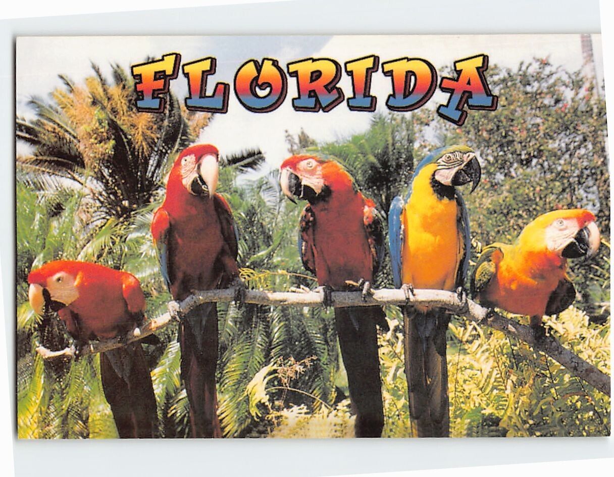 Postcard Florida Parrots Greetings from Florida USA