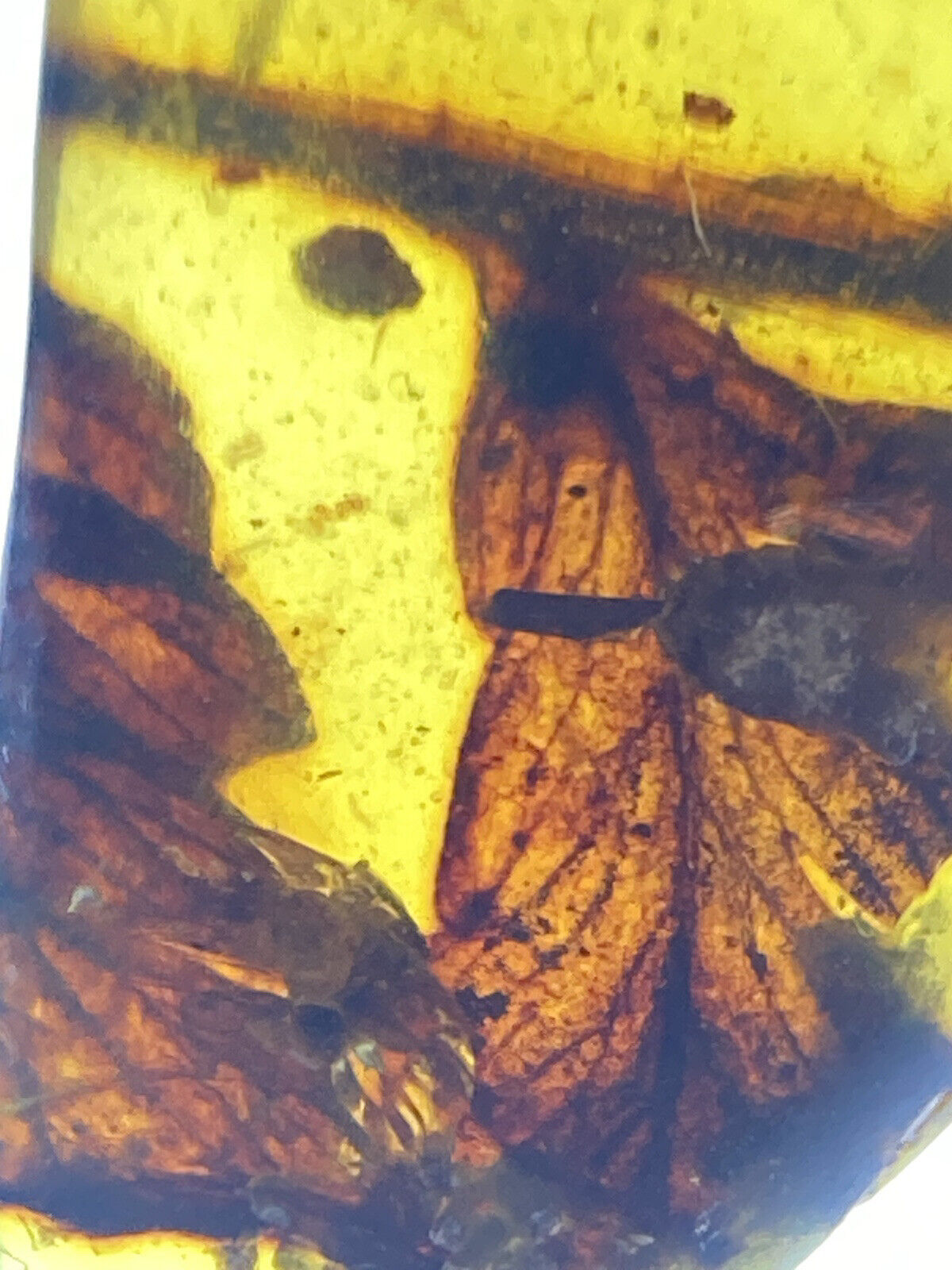 Premium Clear Big Leaves, Huge Rare Genuine Red Burmite Amber Fossil, 98myo