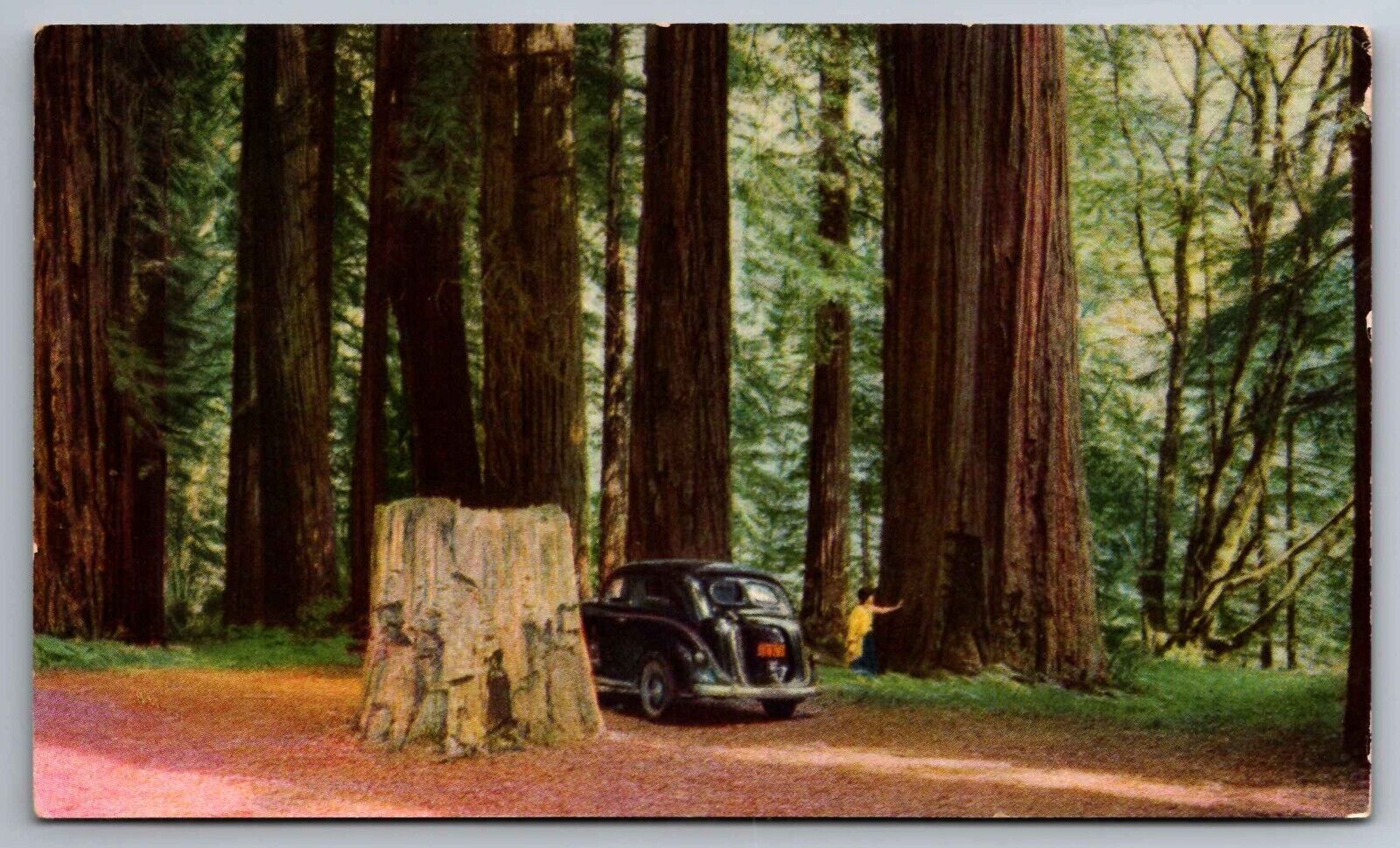 Postcard Redwood Grove U.S.Highway 101 Dyerville   California G 20