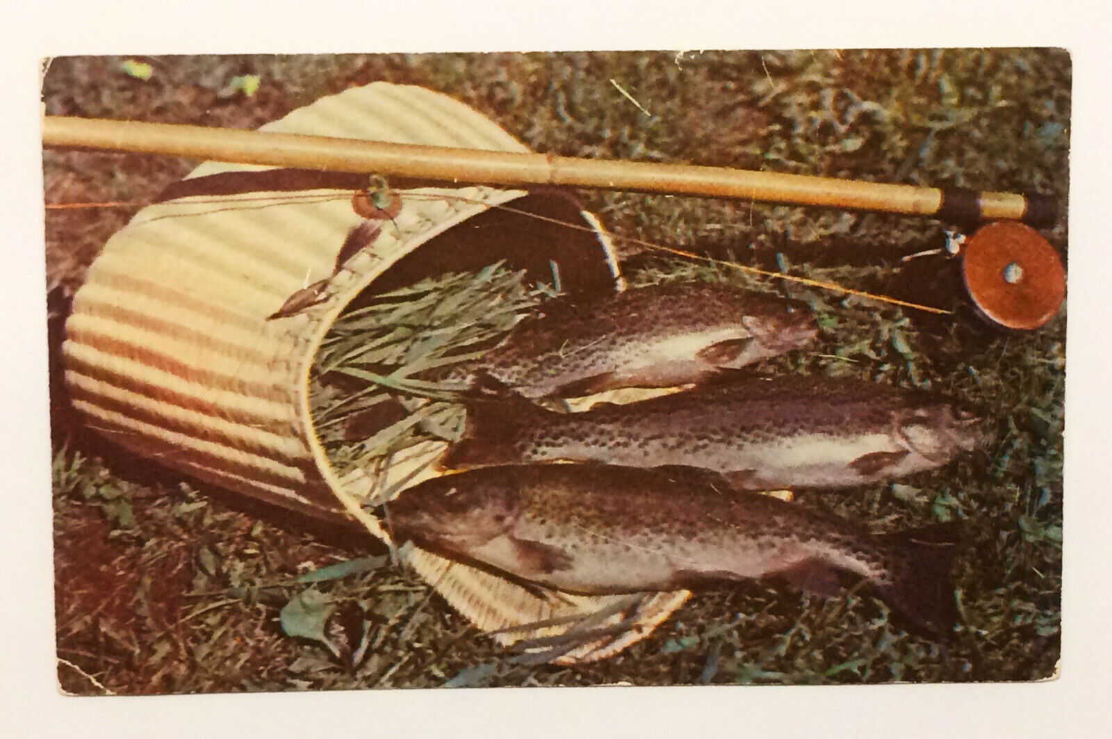 Rainbow Trout Fishing Postcard Vintage c1950s