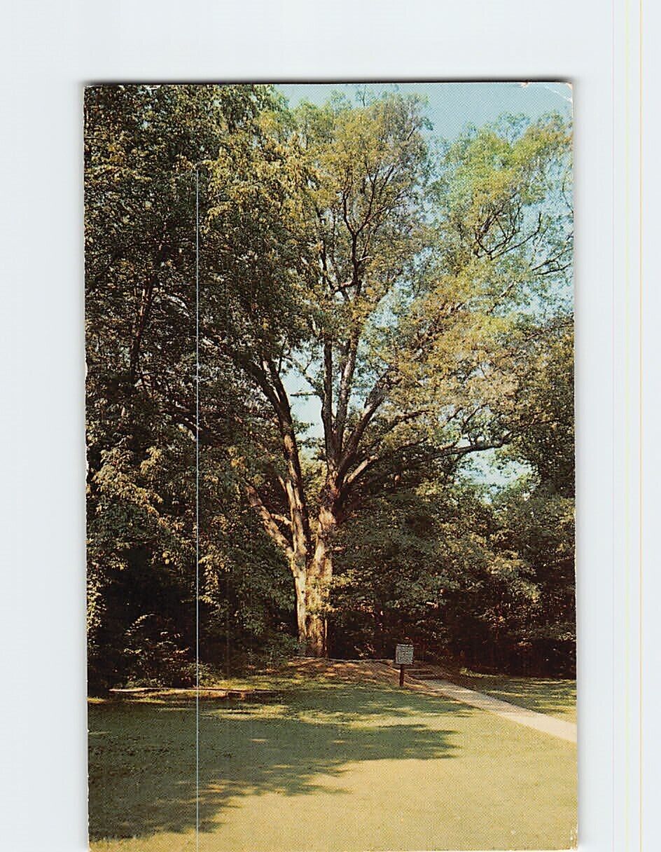 Postcard The Boundary Oak Lincolns Birthplace Hodgenville Kentucky USA