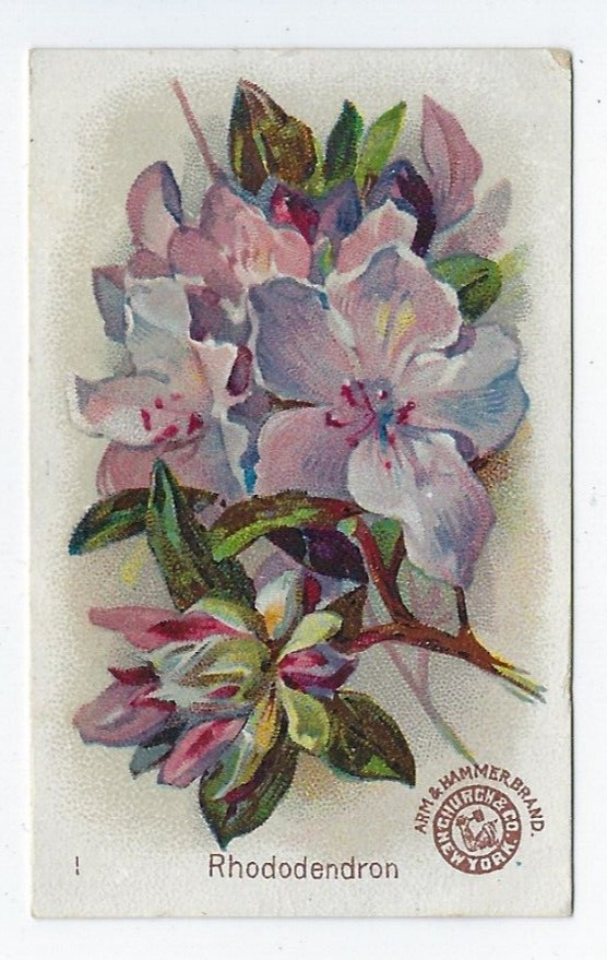 Arm & Hammer Beautiful Flowers Card Rhododendron Church & Co New York #1 c1895