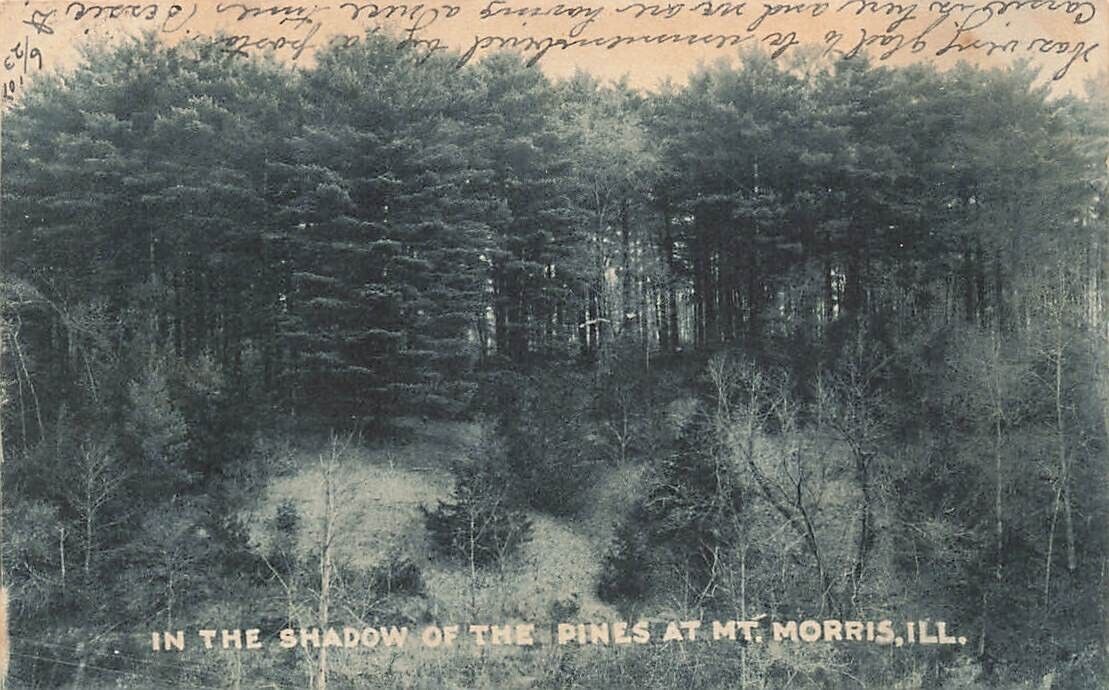 c1905 Pine Trees Mt Morris illinois IL  P548