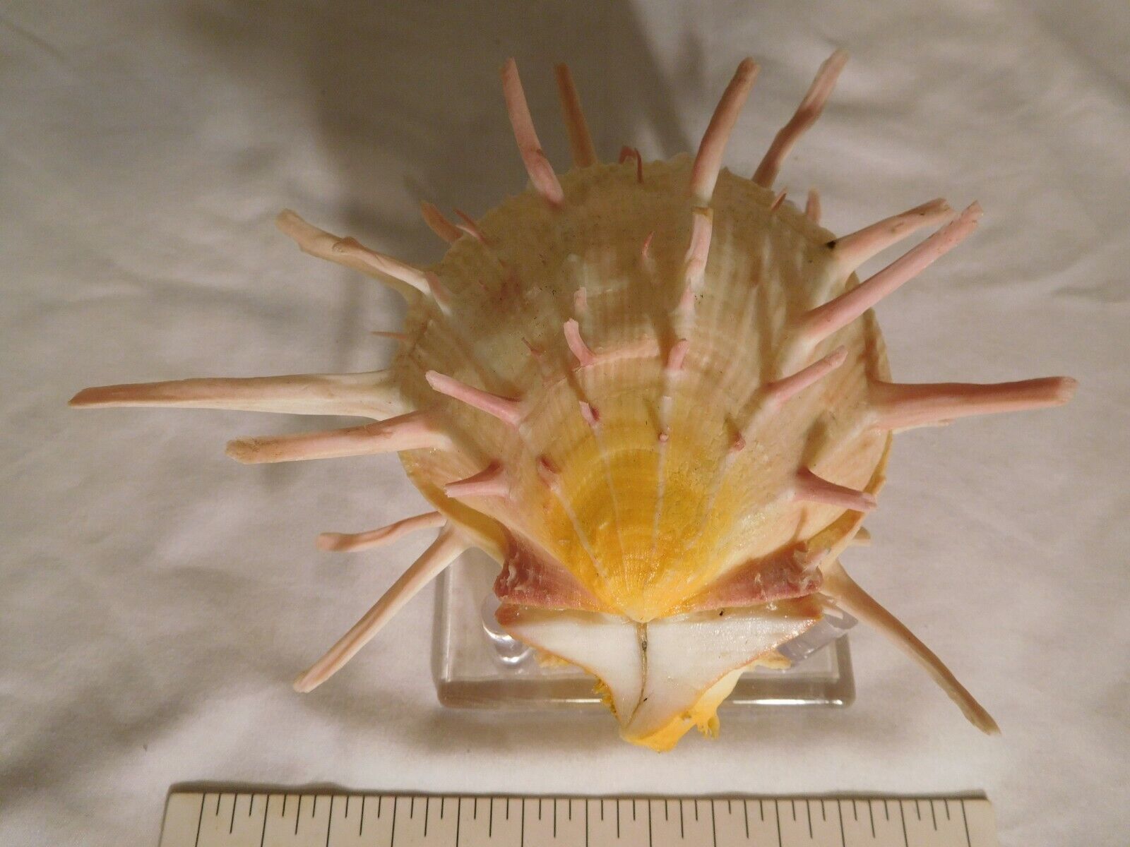 Spondylus ~Yellow & Orange with Pink Spines 6 inch Thorny Oyster Seashell