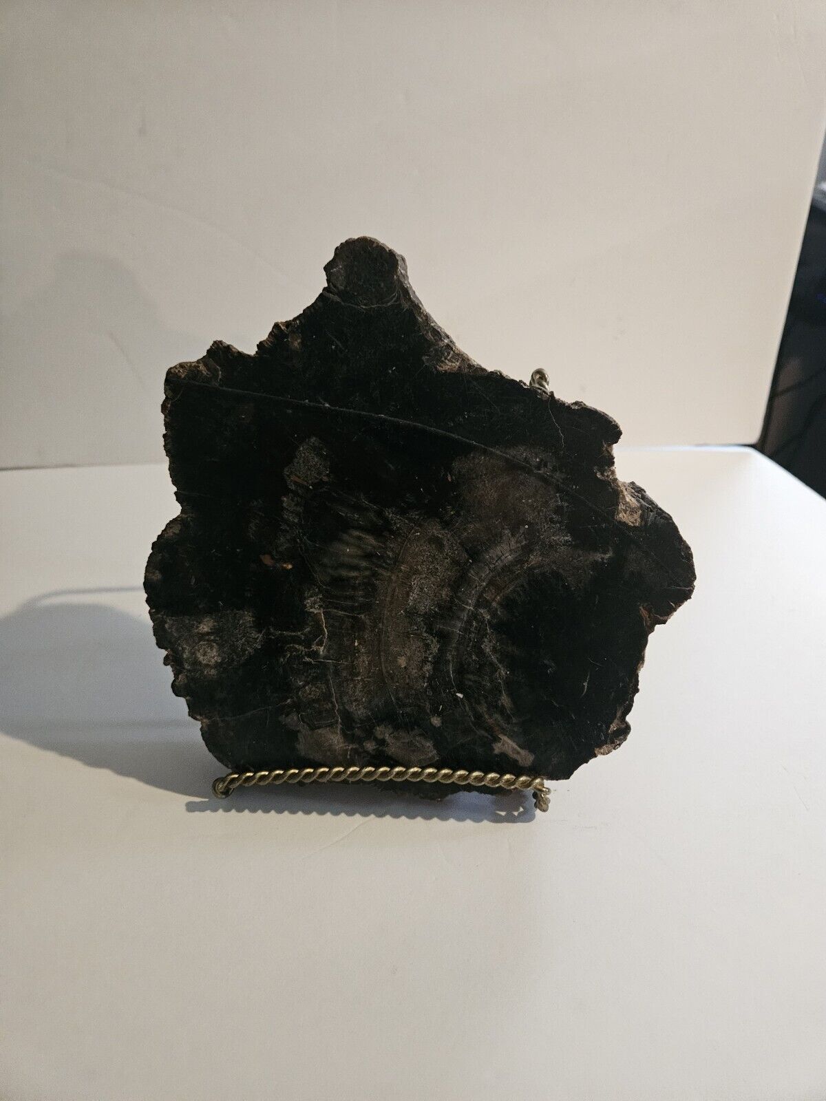 Rare Petrified Wood Slab 9” Wide 7+ Pounds - Naturally Occurring Uranium