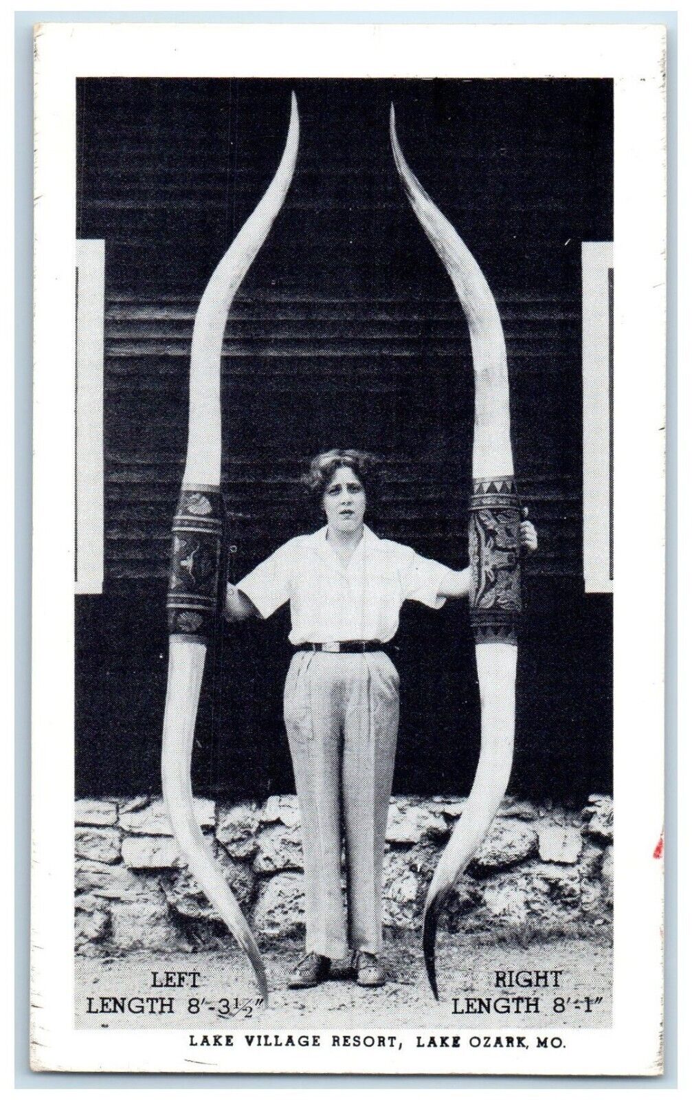 c1940 Lake Village Resort Steer Horns Collection Lake Ozark Missouri MO Postcard