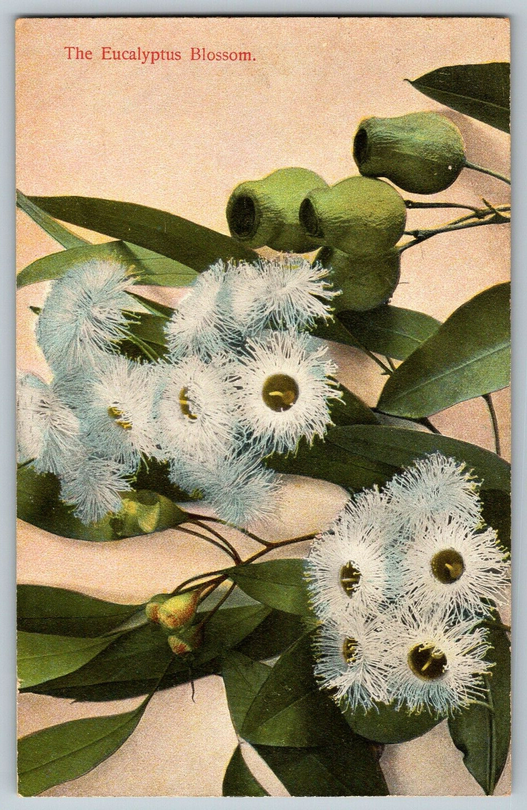 The Eucalyptus Blossom - Vintage Postcard - Unposted