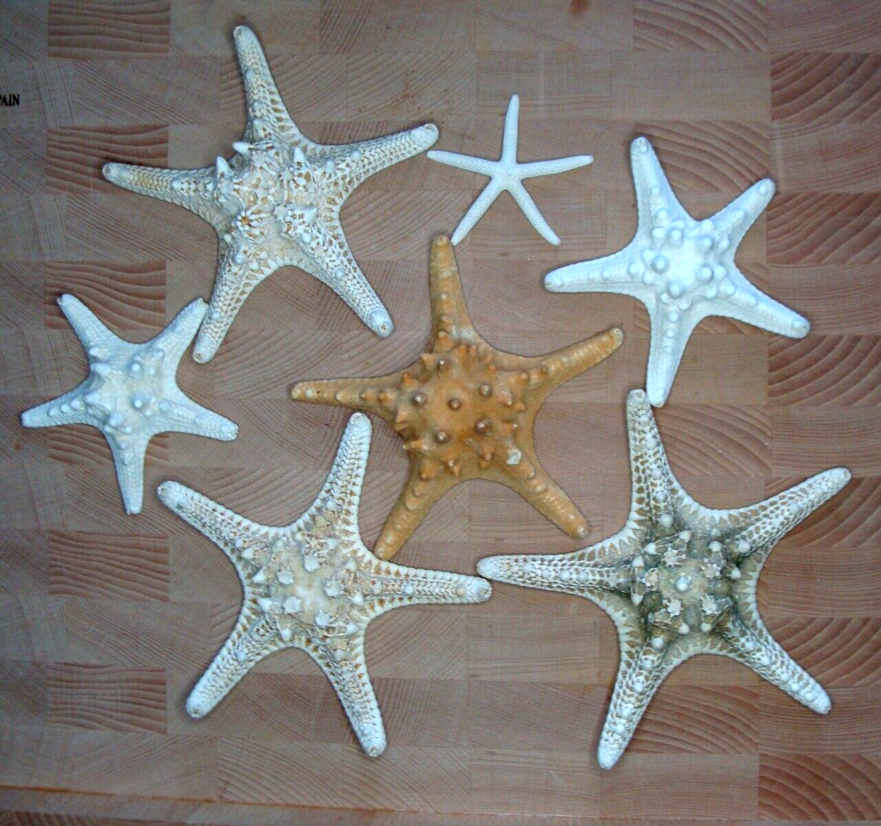 Lot Of 7 Dried Starfish In Various Sizes And Colors #17