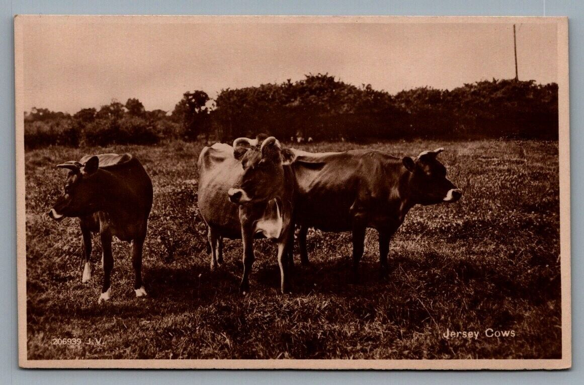 Jersey Cows RPPC postcard United Kingdom UK 206939 J.V.; Channel Islands