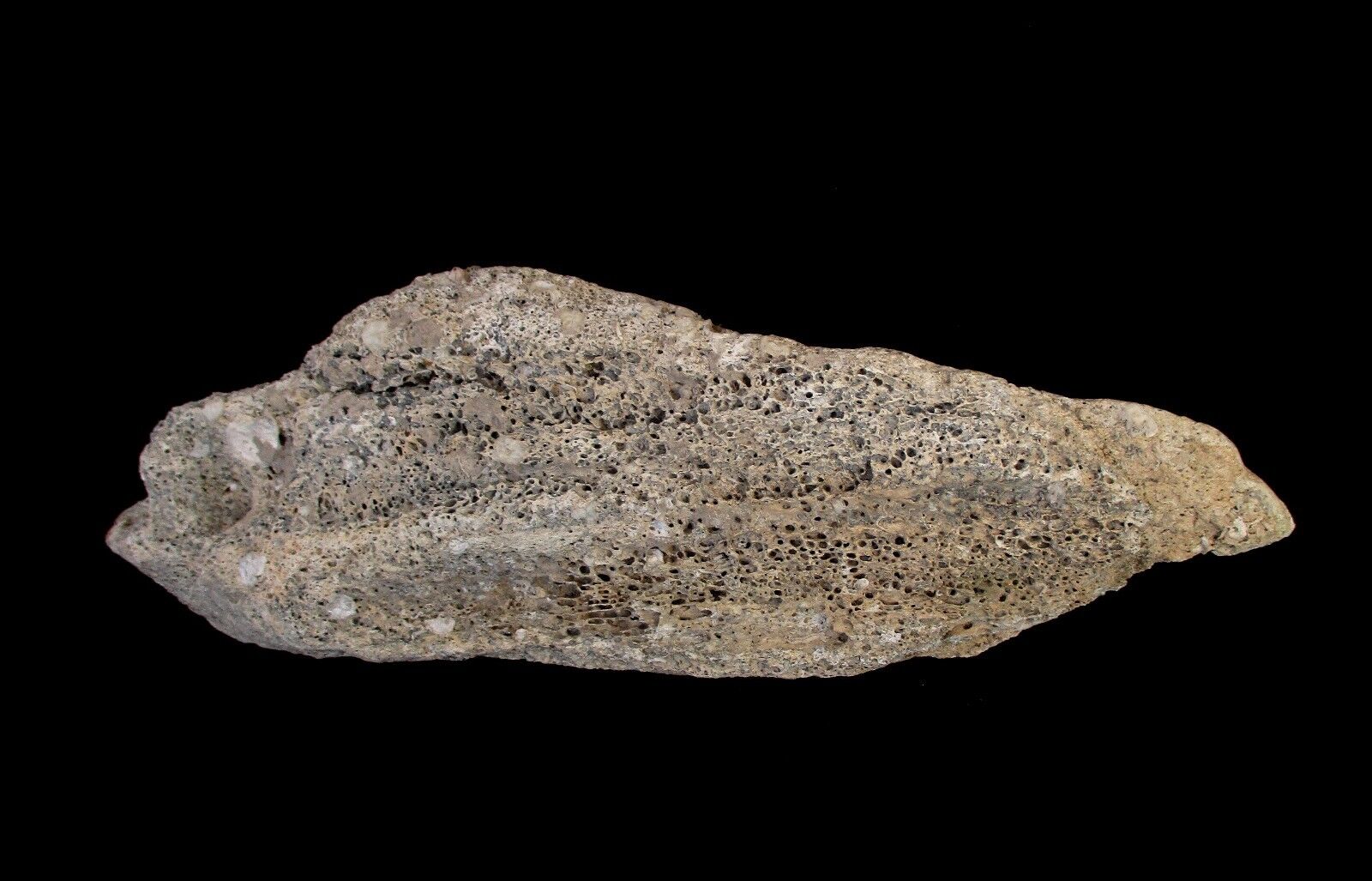 Rare Limestone Fossil - Sea Sponge, Full Petrifaction 