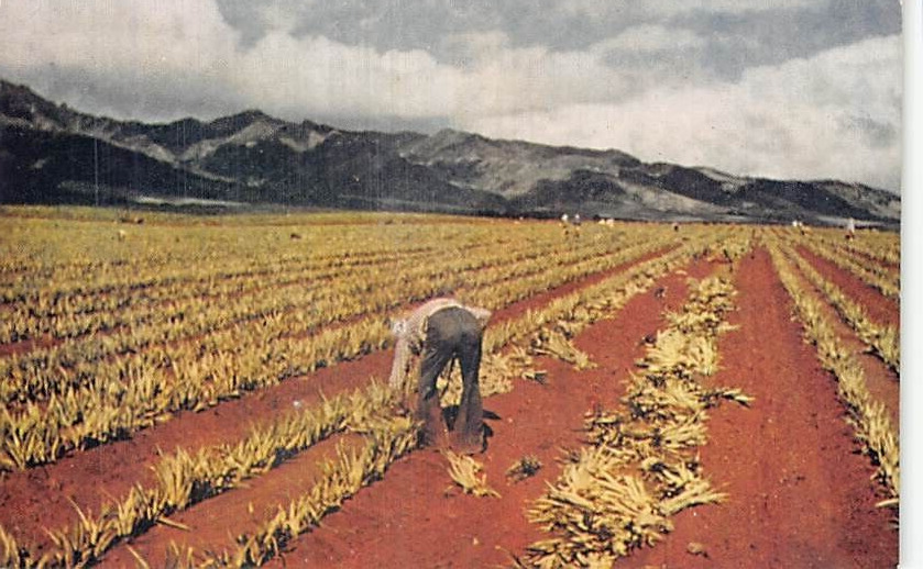 Postcard HI: Planting Pineapples, Hawaii, Vintage 1940\'s