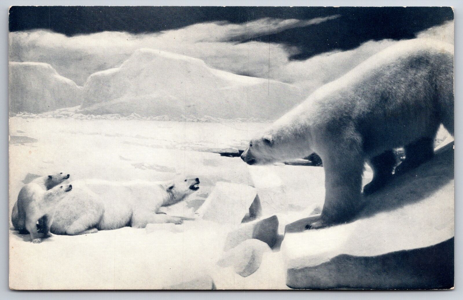 Animals~Polar Bear Field Museum Natural History Chicago IL~Vintage Postcard