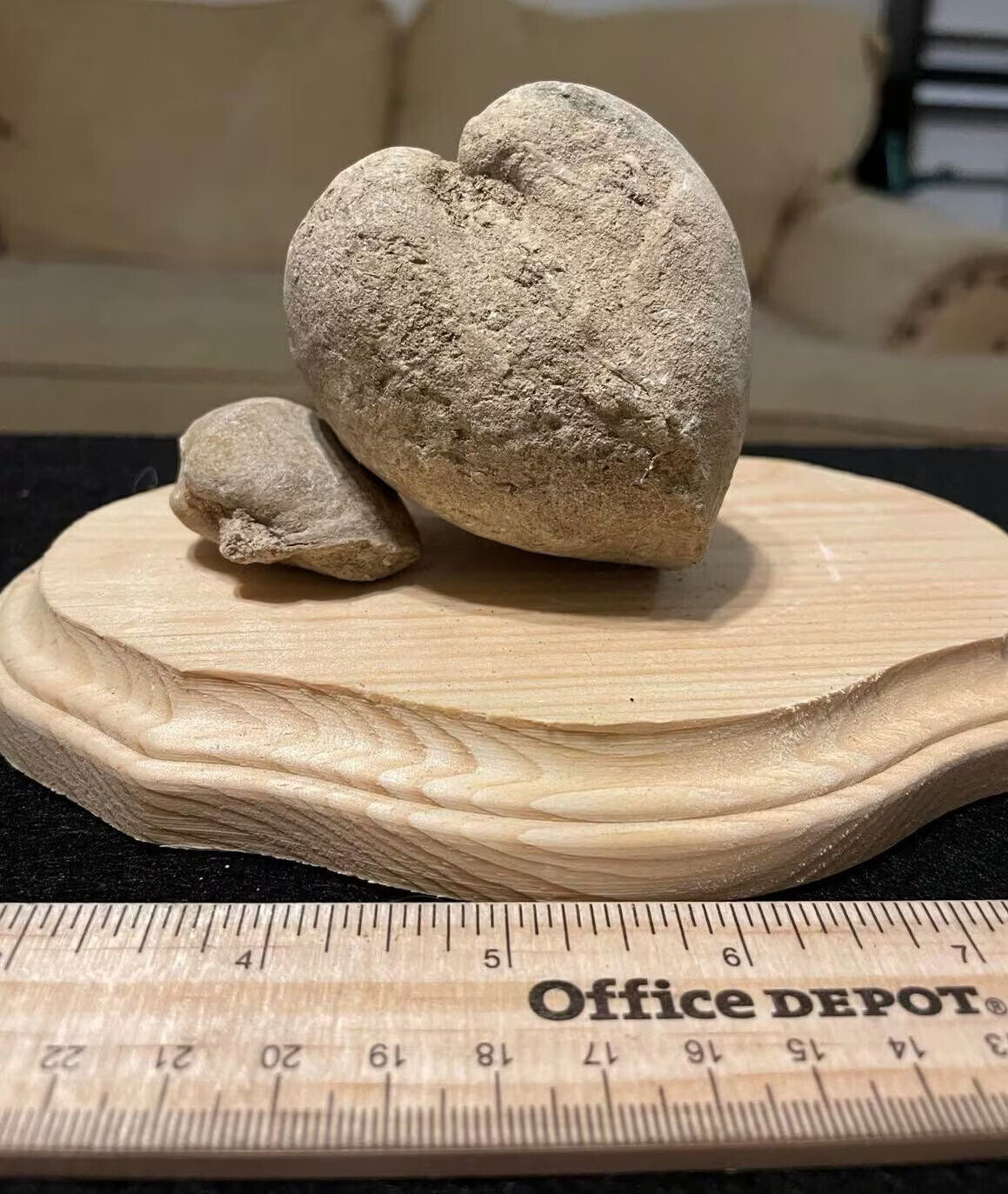 Heart Shaped Giant Clam Fossil - 60 Million Year Old Cretaceous Bivalve