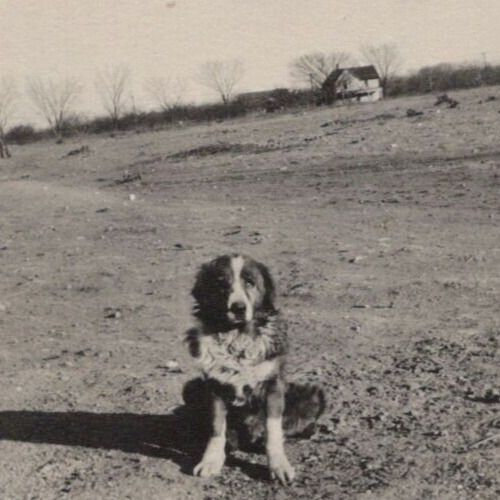 3Z Photograph Cute Adorable Old Dog Field Portrait Farm 1930-40\'s