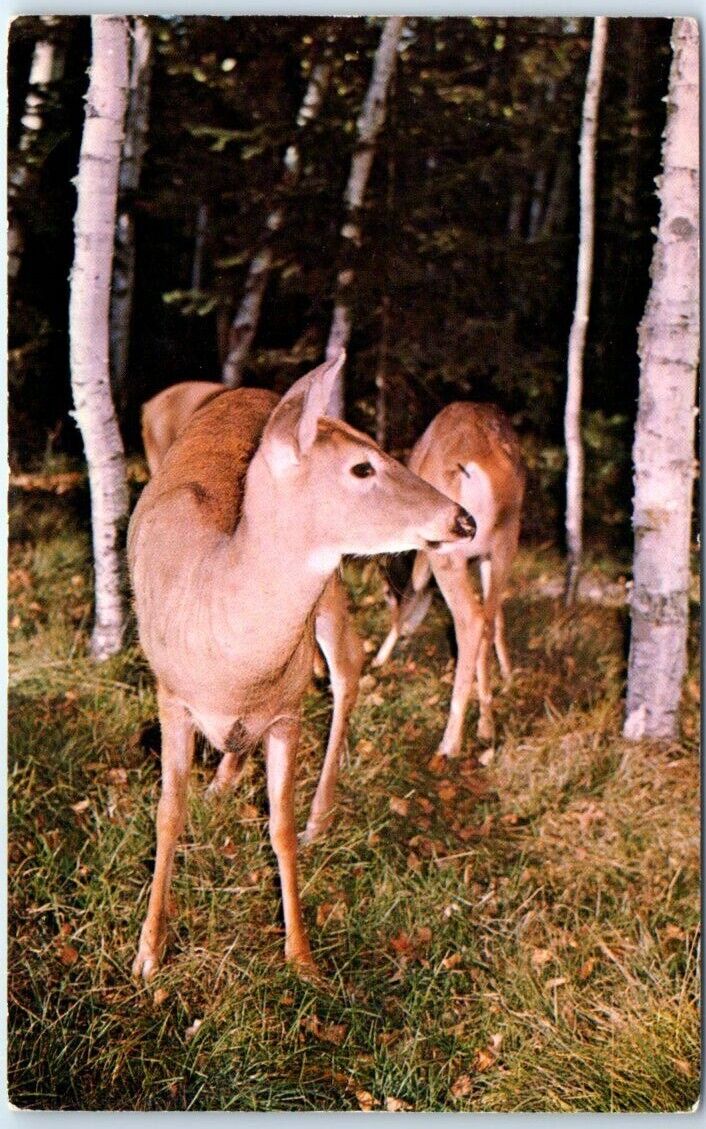 Postcard - Picture of a Deer in the Forest