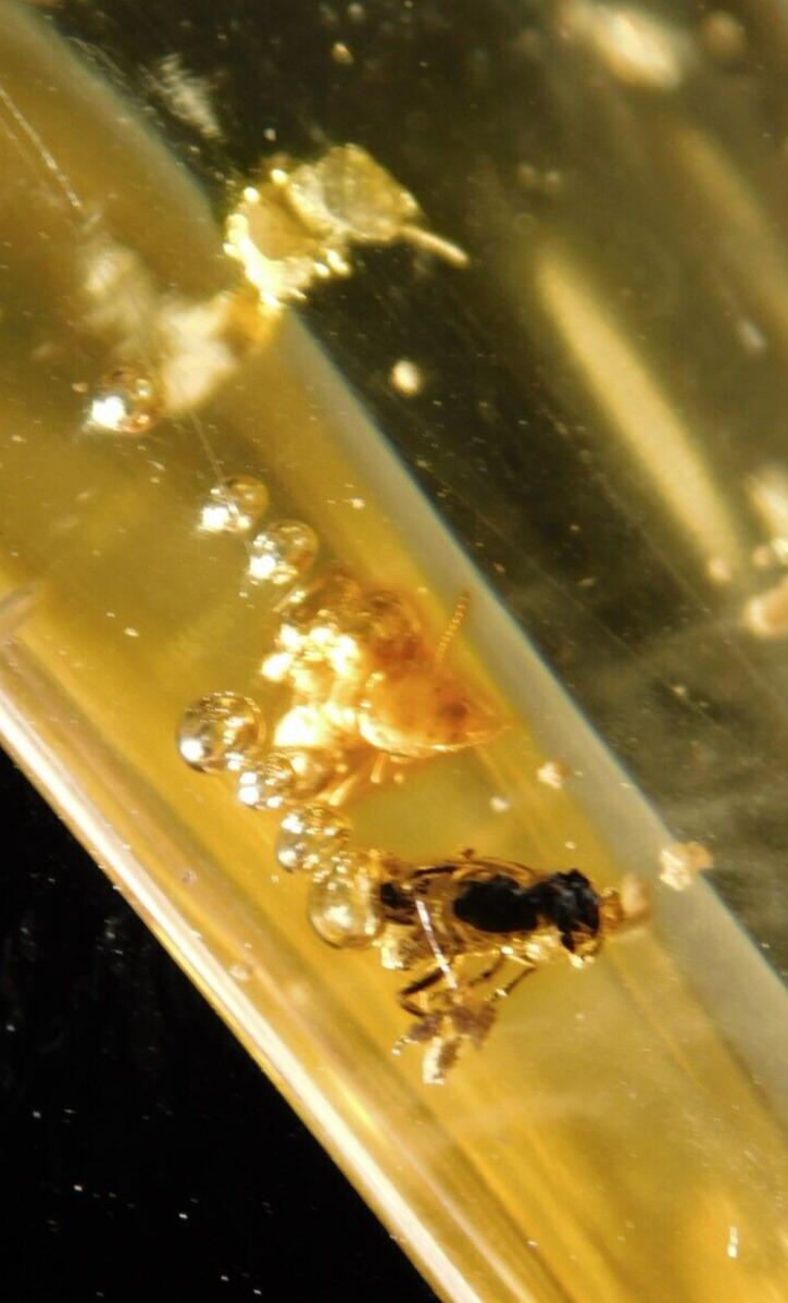 TWO Termite Fossils In Polished Fossil AMBER From Colombia 11.1gr