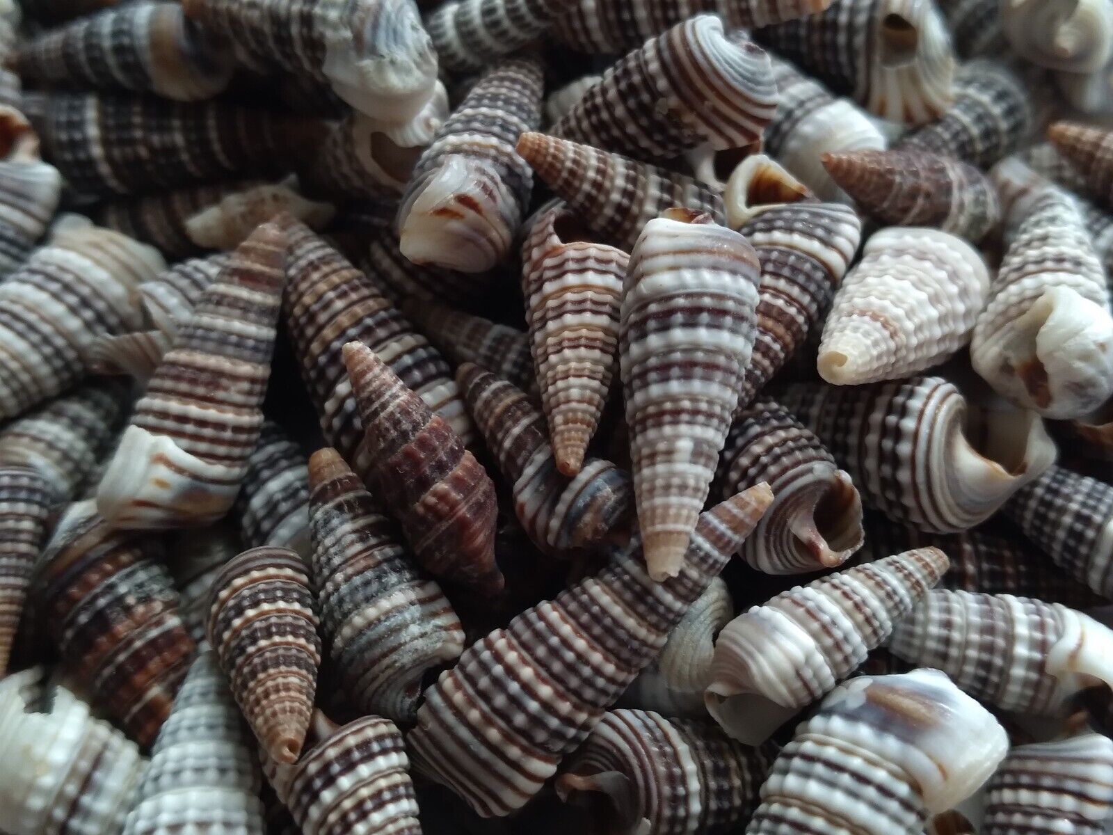 ~75 Real Cerithium molniferus Seashells, Small Bag of Shells, Bulk lot