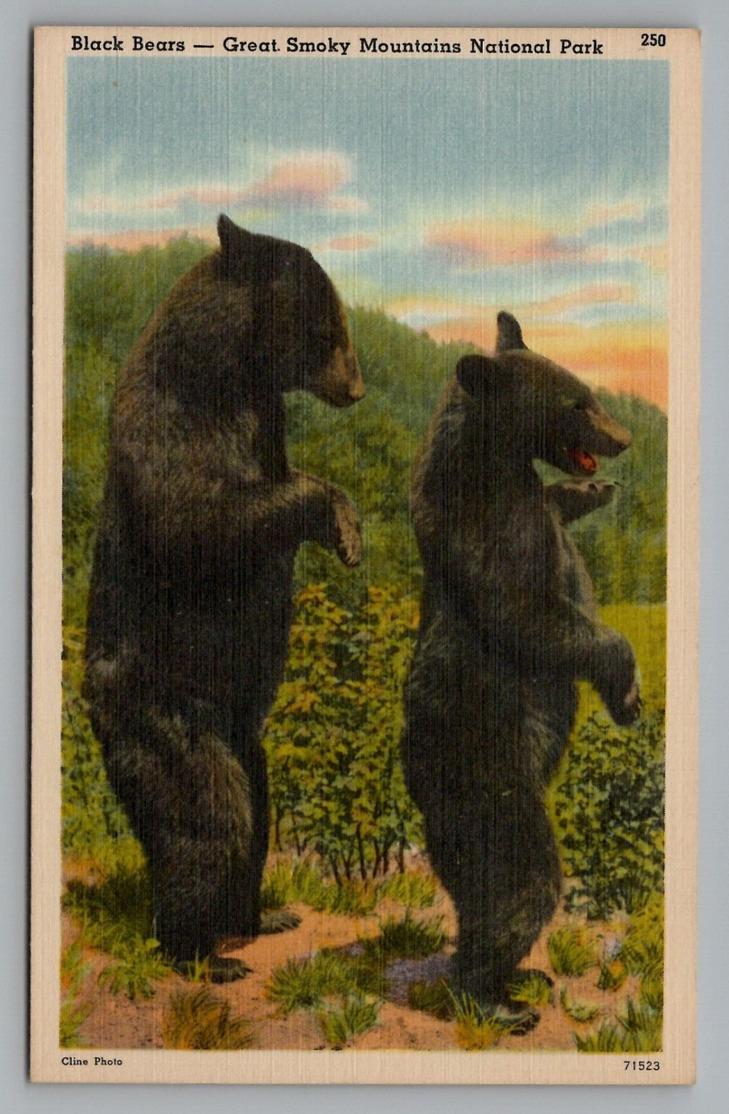 Black Bears Walking on Hind Legs Great Smoky Mountains National Park Postcard