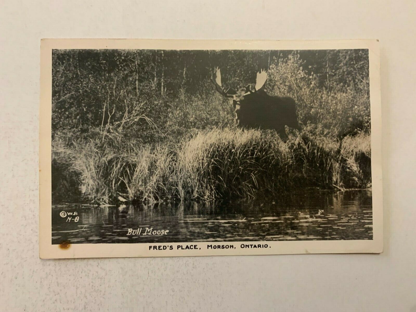 1956 Fred\'s Place Bull Moose Morson Ontario Canada Real Photo Postcard