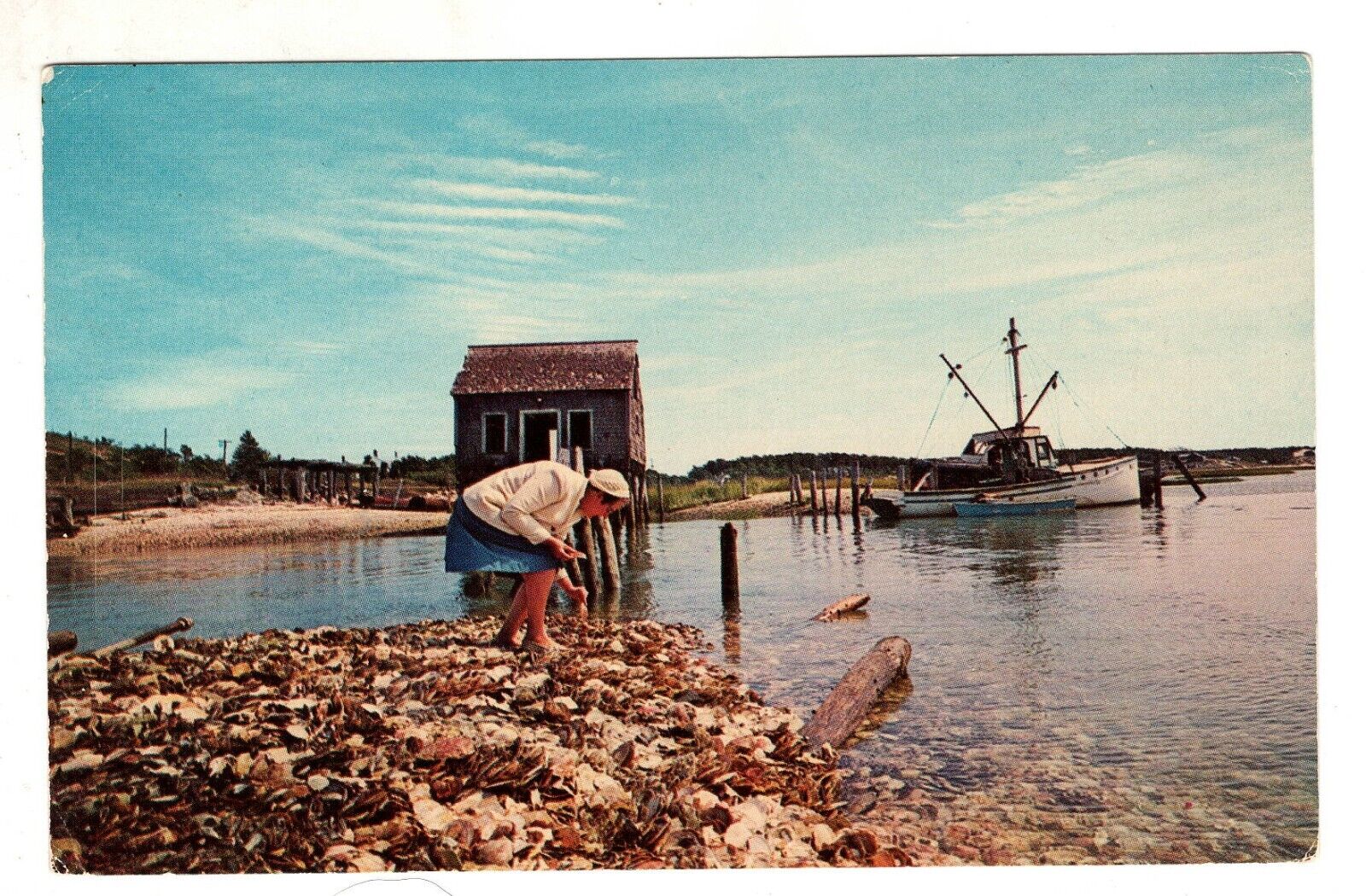 Wellfleet MA Gathering Shells Old Oyster House Cape Cod  Vintage Postcard