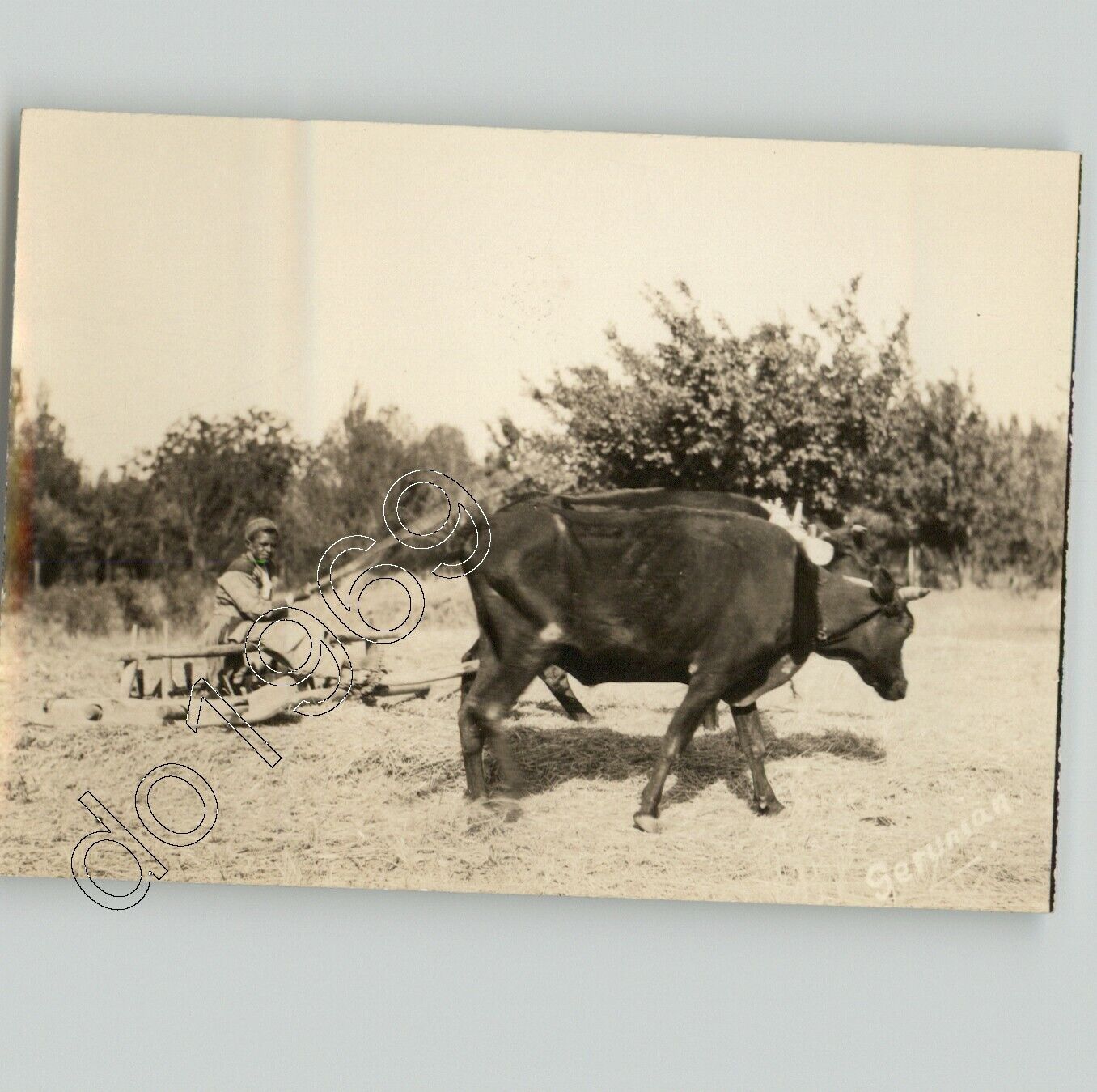 HISTORIC Shot of THRESHING Farmer, PERSIA Iran 1930s Rare Press Photo