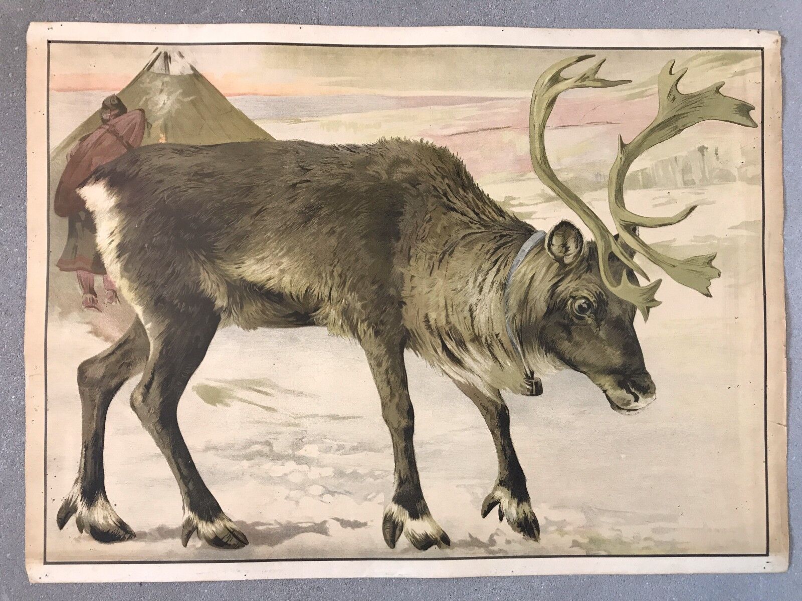 Original vintage school chart of Reindeer, litograph