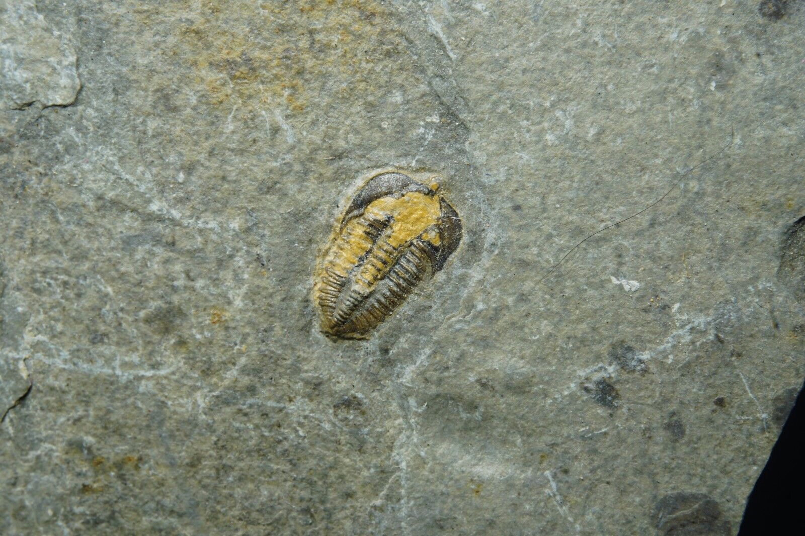 Trilobite / Brachyapidion Microps / Cambrian Fossil Specimen / House Range, Utah