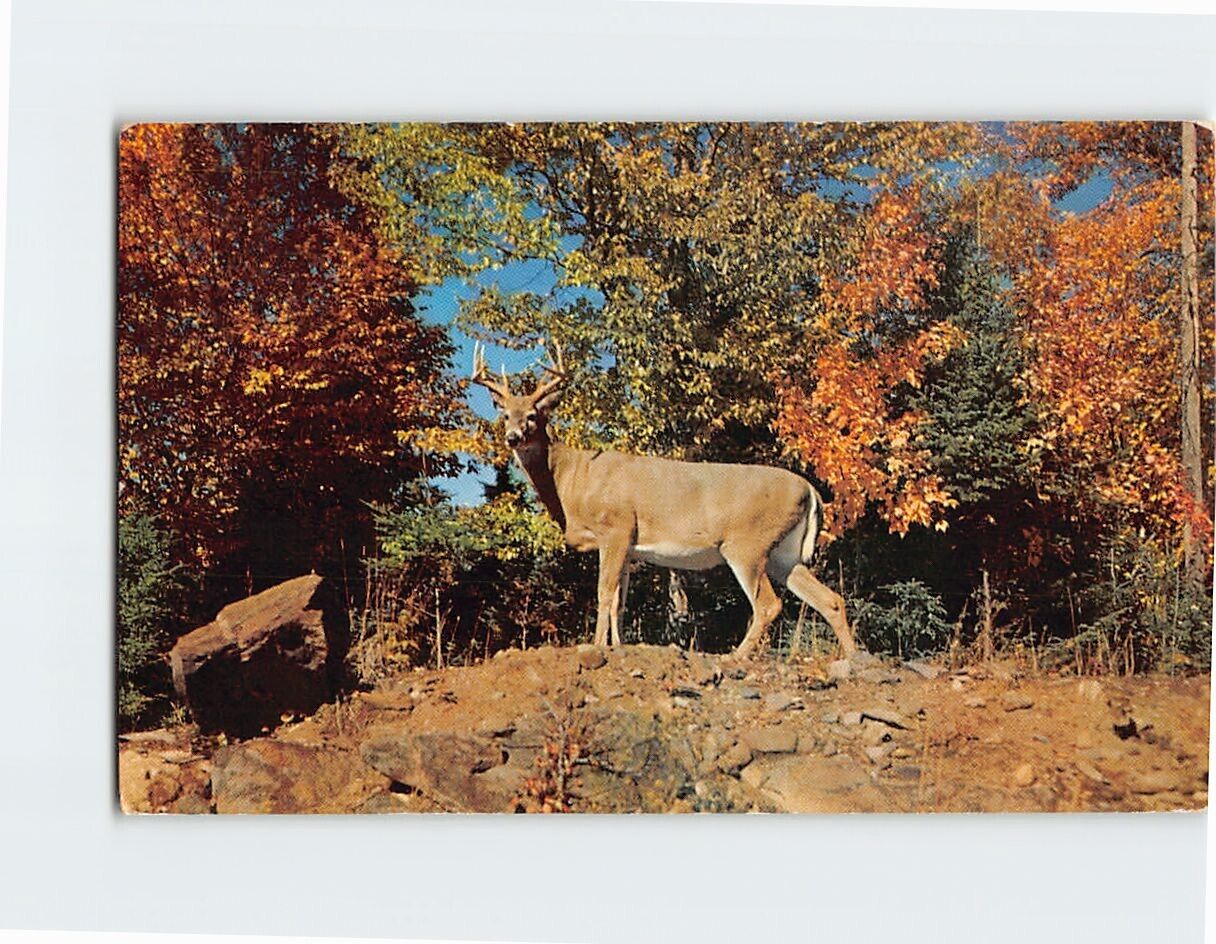 Postcard White-tailed Deer Monarch of Nature\'s Autumn Wonderland