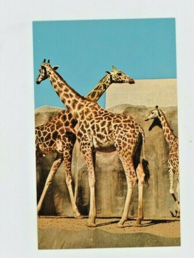 Vintage Animal  Postcard  CHROME UGANDA GIRAFFE  SAN DIEGO ZOO  UNPOSTED