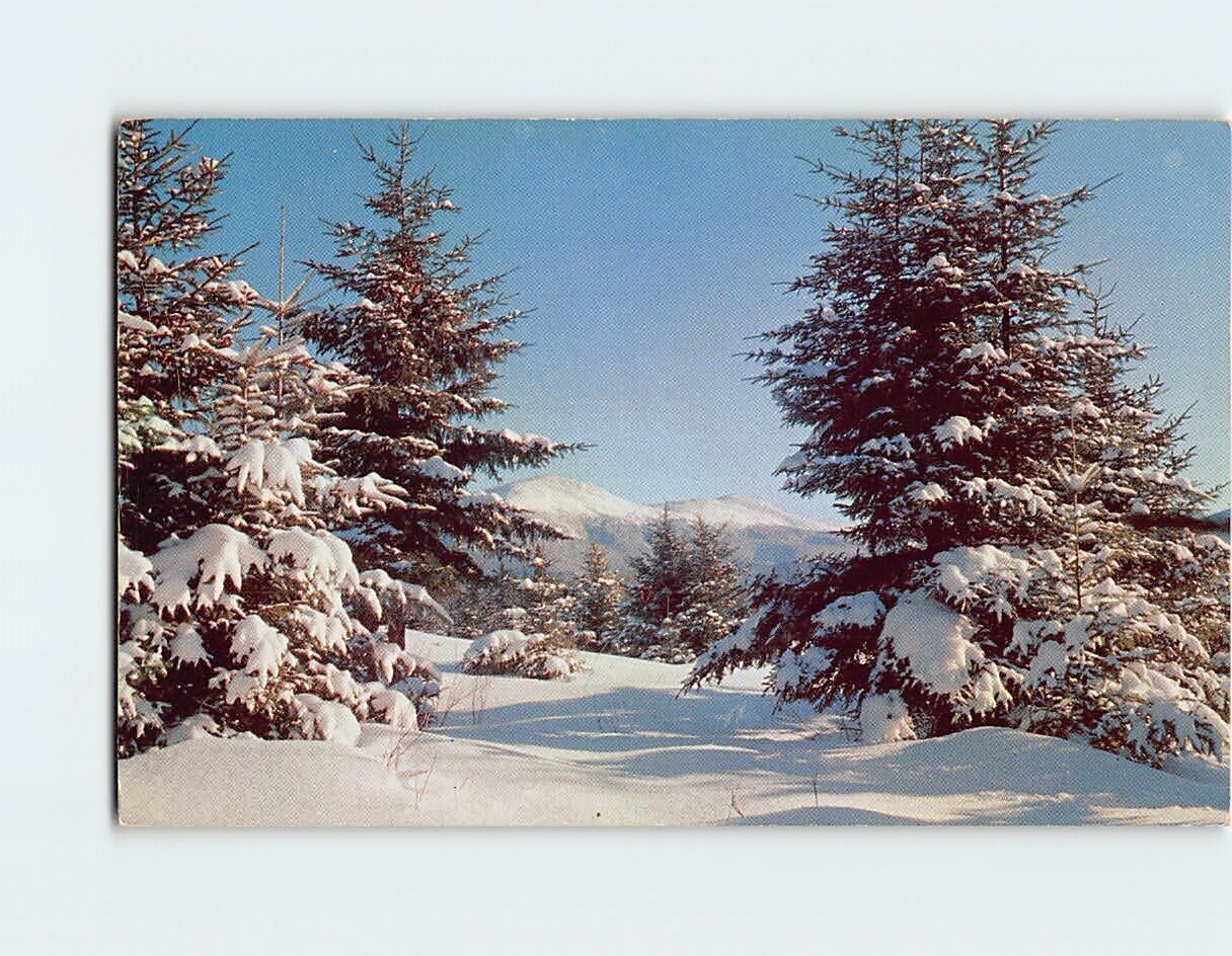 Postcard Winter Scene Trees Covered in Snow