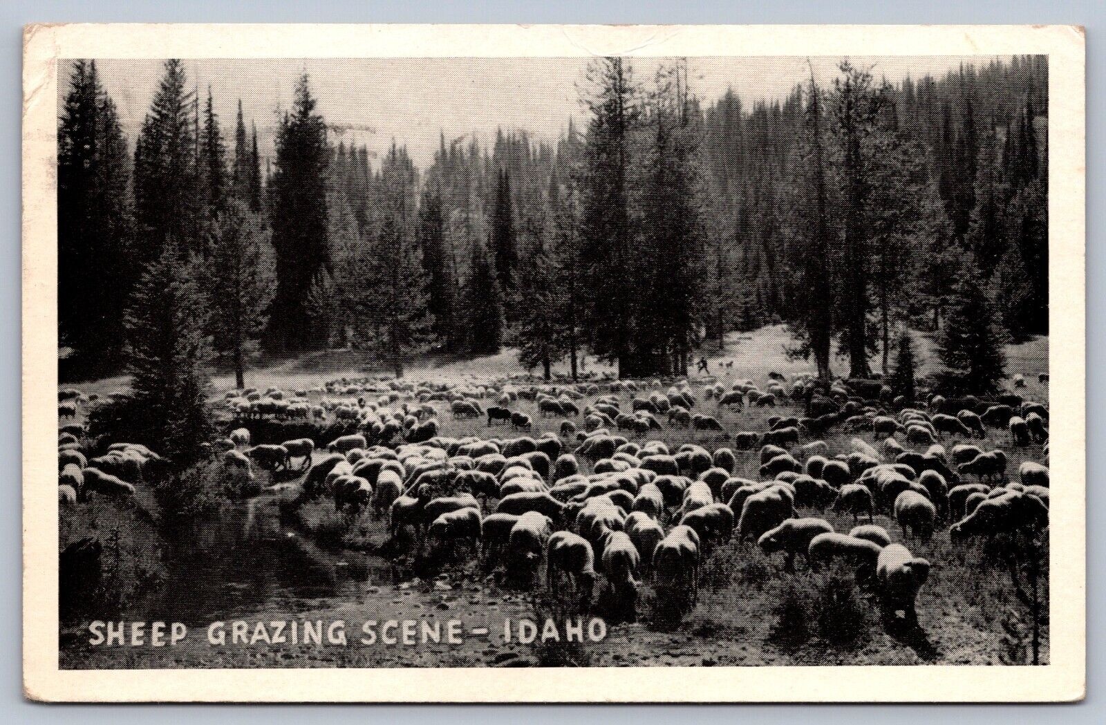 Postcard Idaho Sheep Grazing Scene 1943