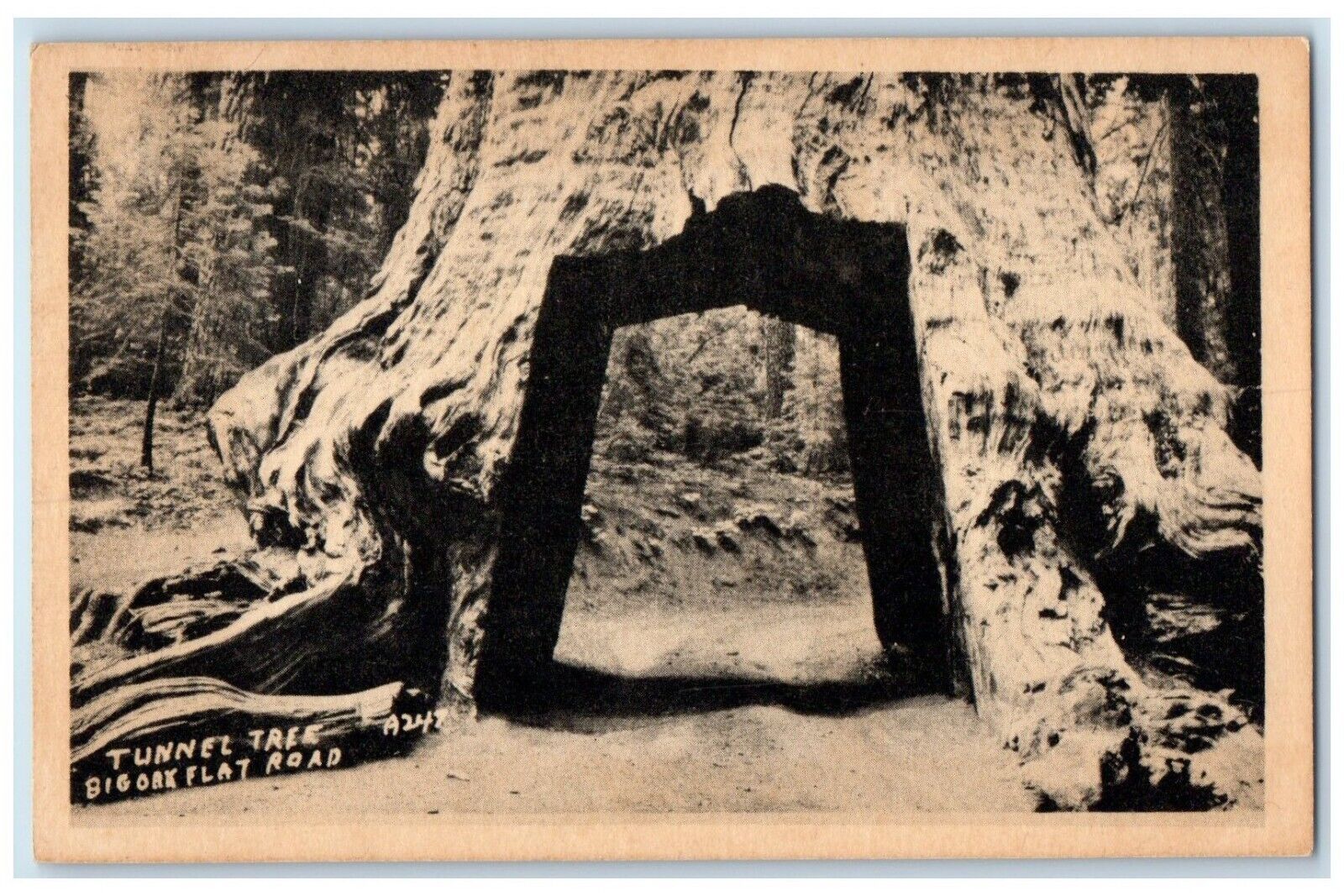 c1930's Tunnel Tree Big Oak Flat Road Yosemite California CA Vintage Postcard