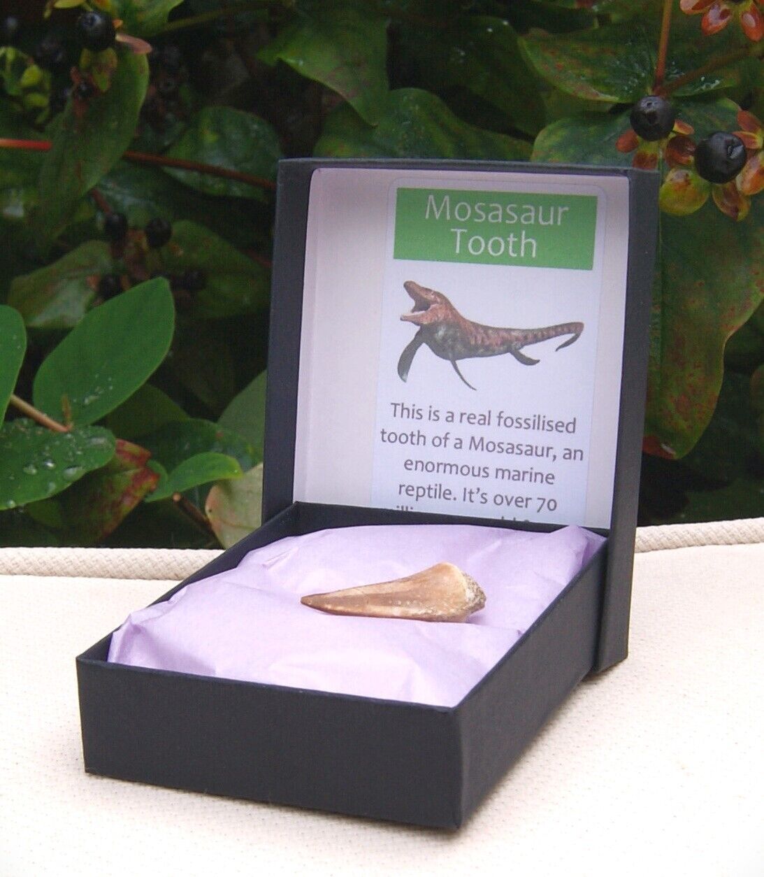 100% Genuine Mosasaur Tooth Fossil Morocco Display Box 25mm