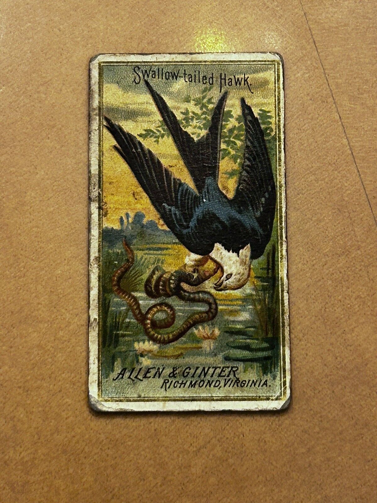 1888 N4 Allen & Ginter Birds of America Swallow-tailed Hawk with snake