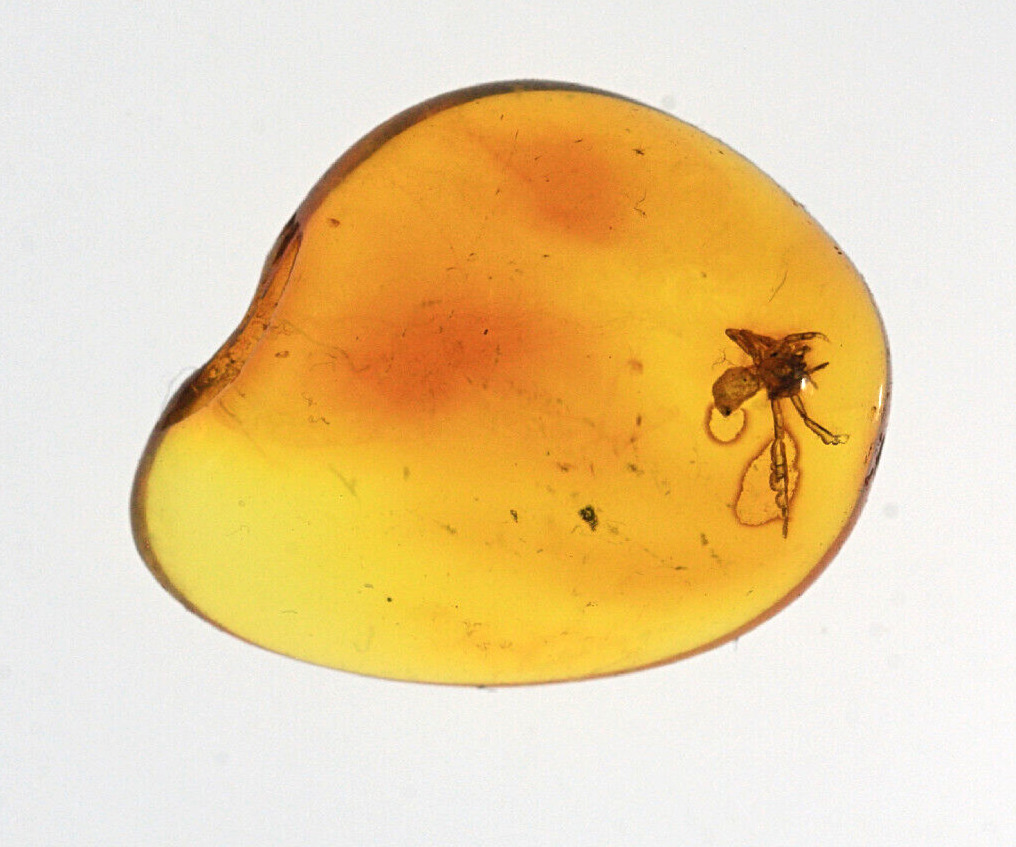 Preserved Spider Caught in Baltic Amber Millions of Years Old