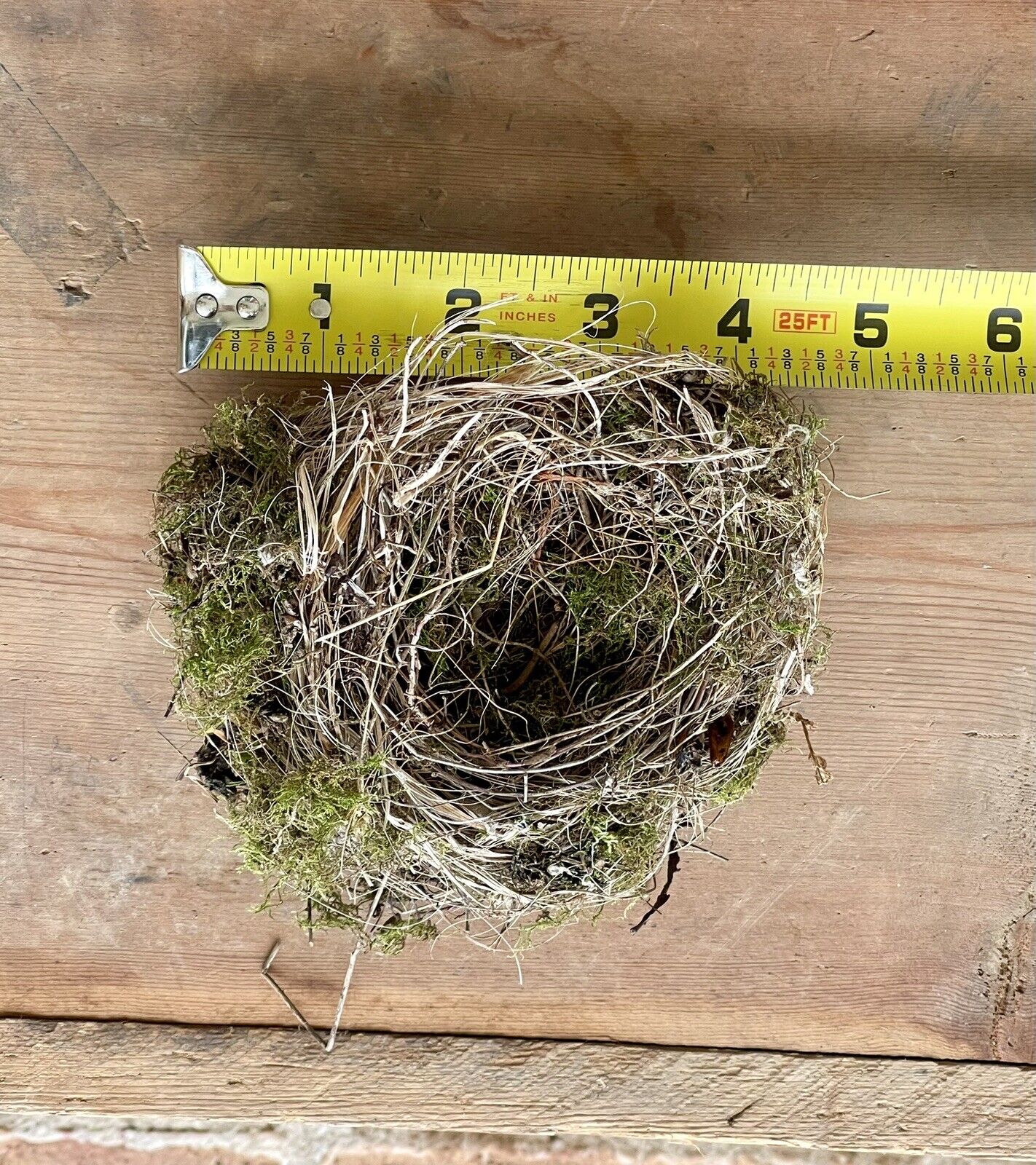 Natural Abandoned Real Bird Nest Taxidermy Educational Craft