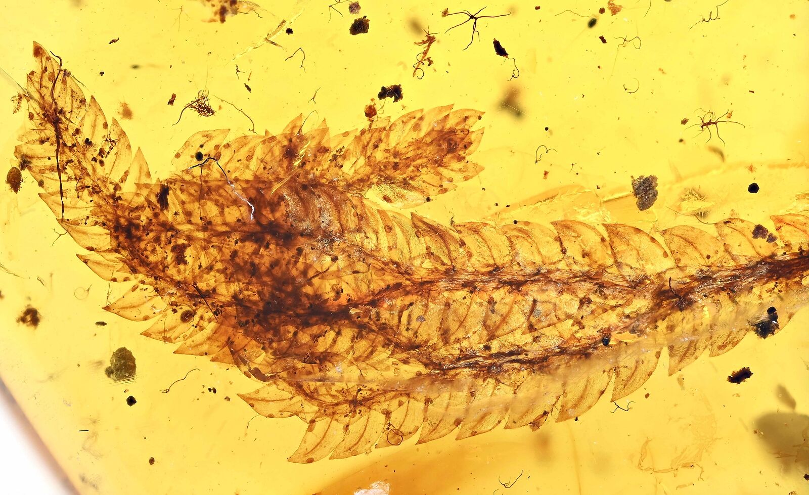 Very nice Botanical Leaf, Fossil Inclusion in Burmese Amber