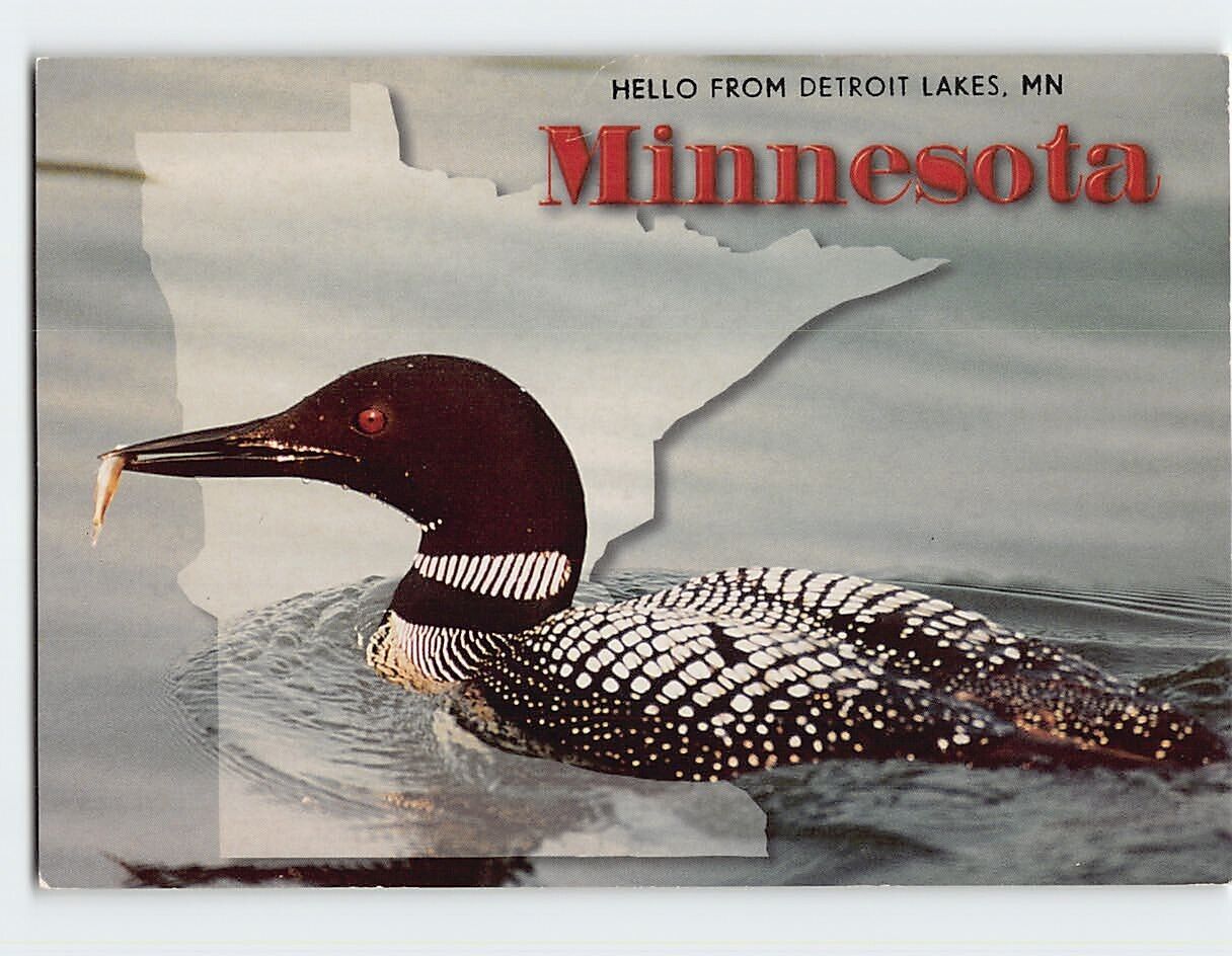Postcard Common Loon Minnesota\'s Official Bird USA