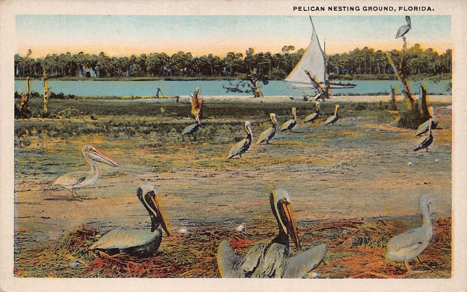 Palatka FL Florida Pelican Nest Birds Swamp Lake Sailboat Vtg Postcard P10