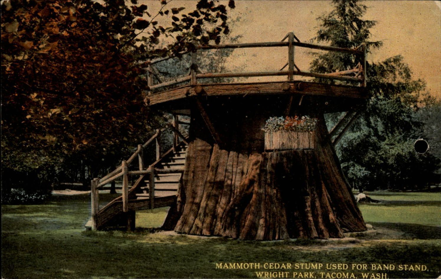 Mammoth Cedar Stump Band Stand Wright Park Tacoma Washington ~ c1910 postcard